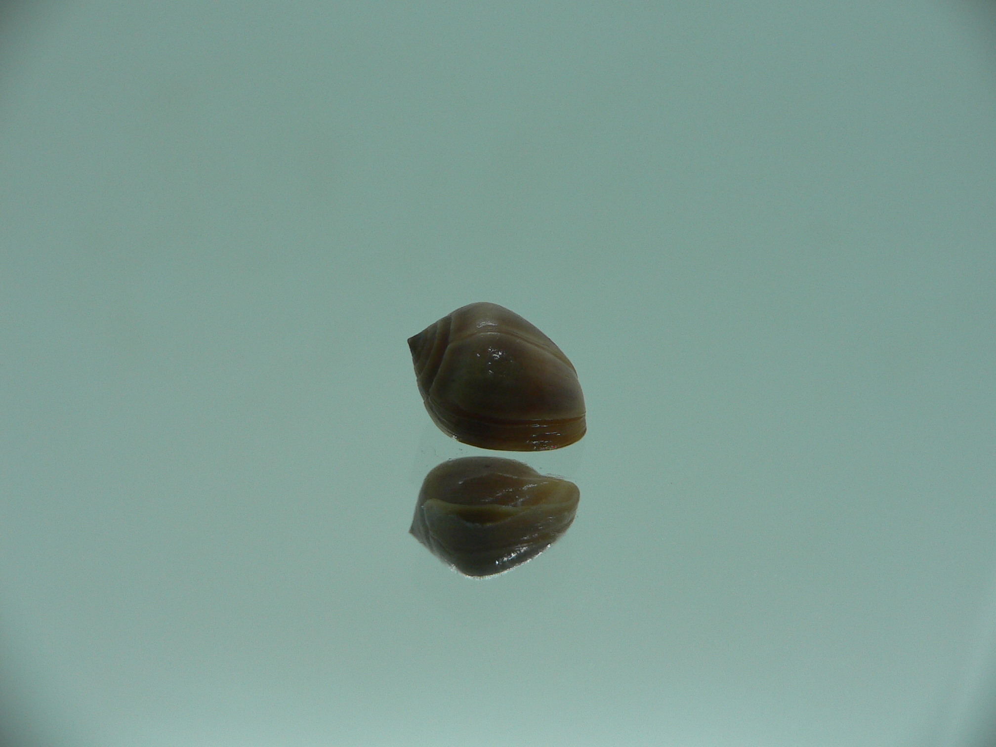 Melampus pascus GIANT