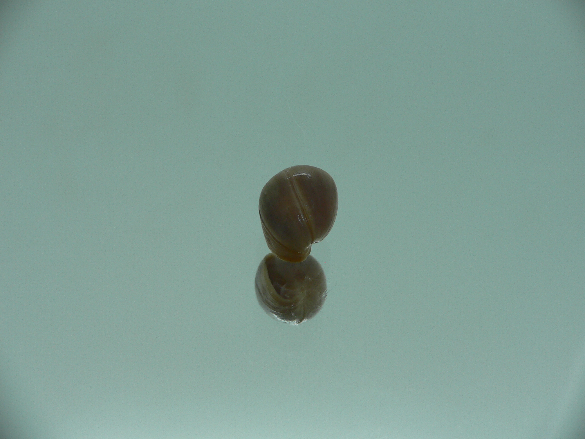 Melampus pascus GIANT