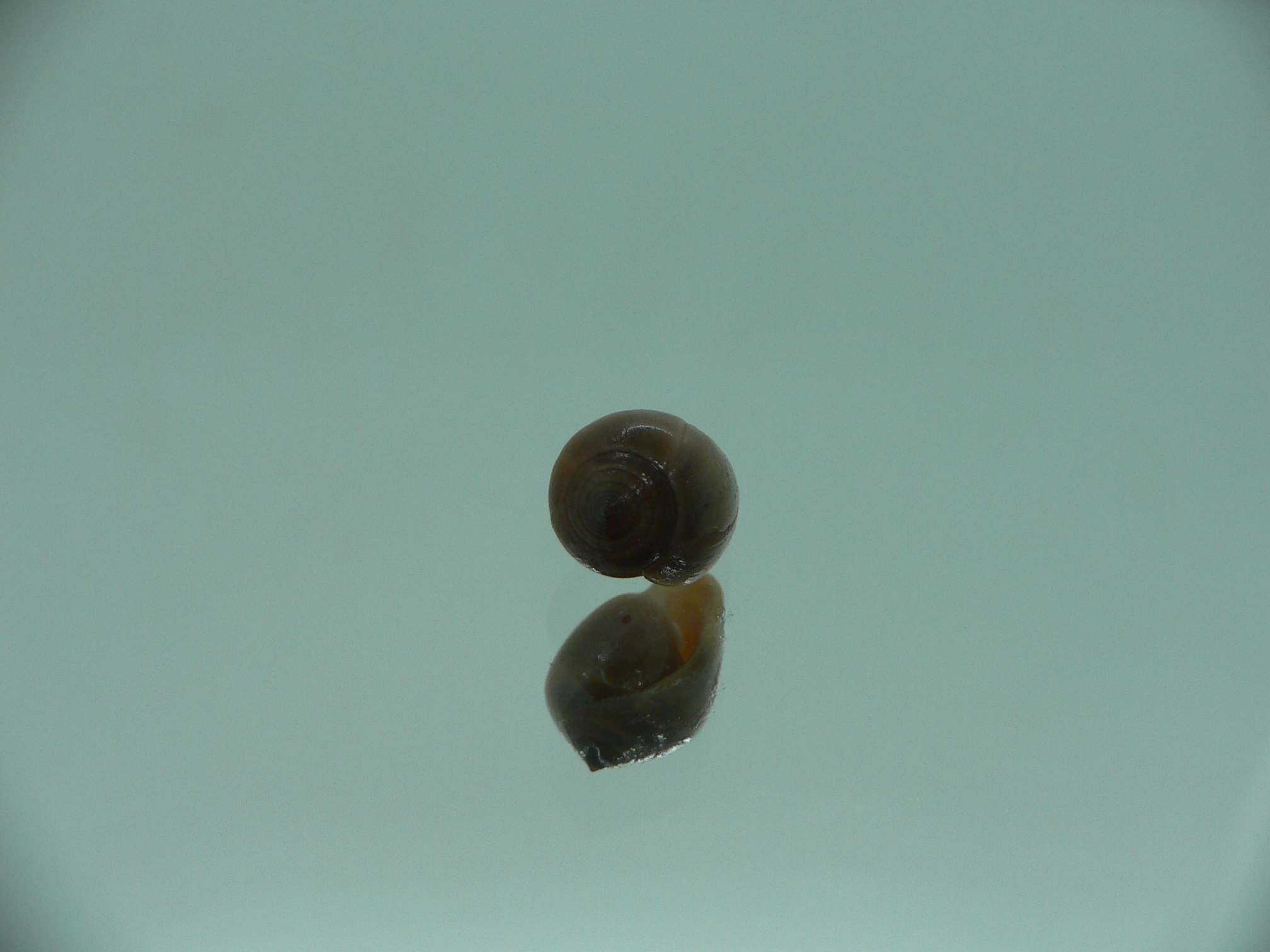 Melampus pascus GIANT