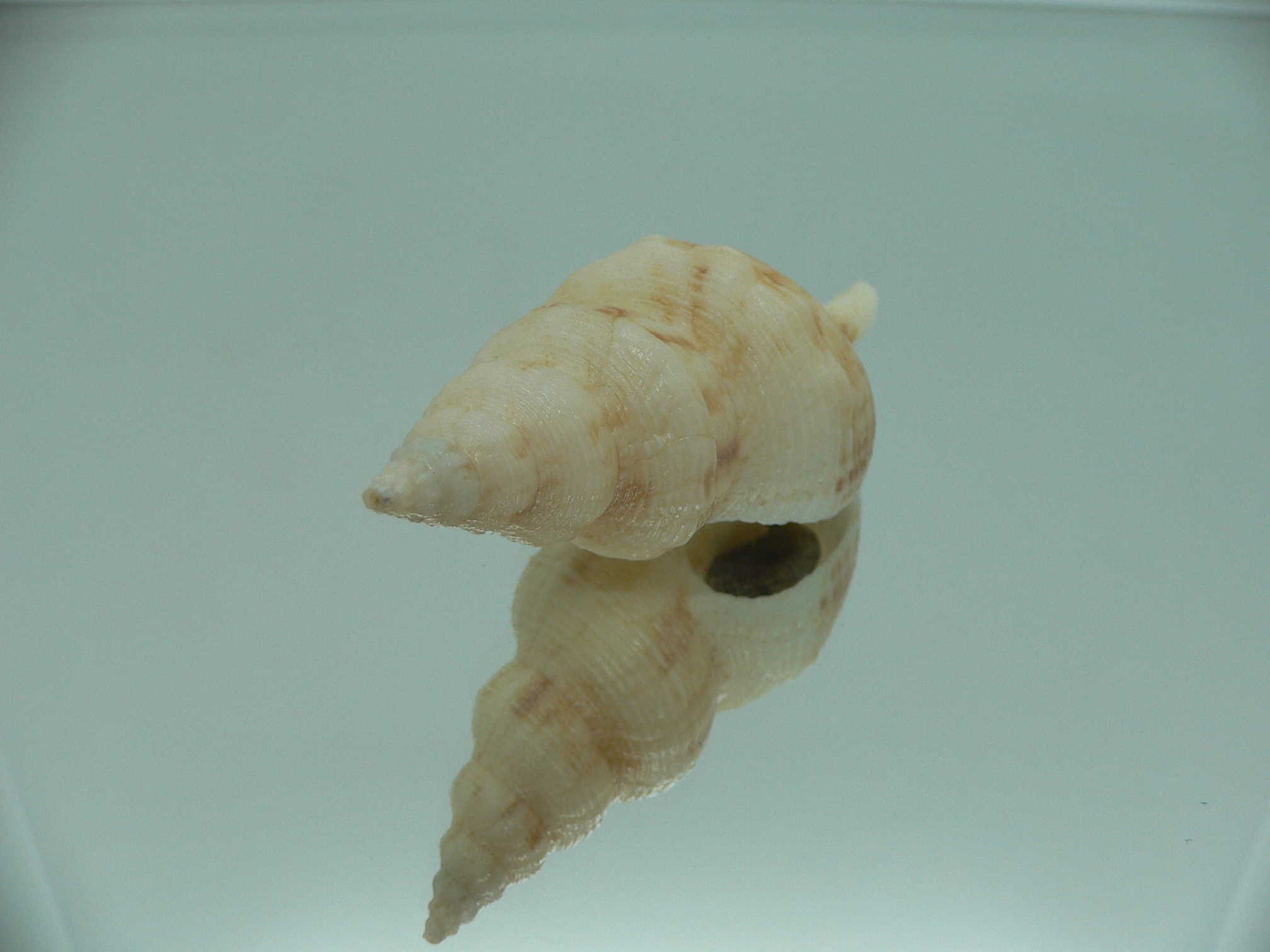 Siphonofusus lubricus VERY BIG & LIGHT