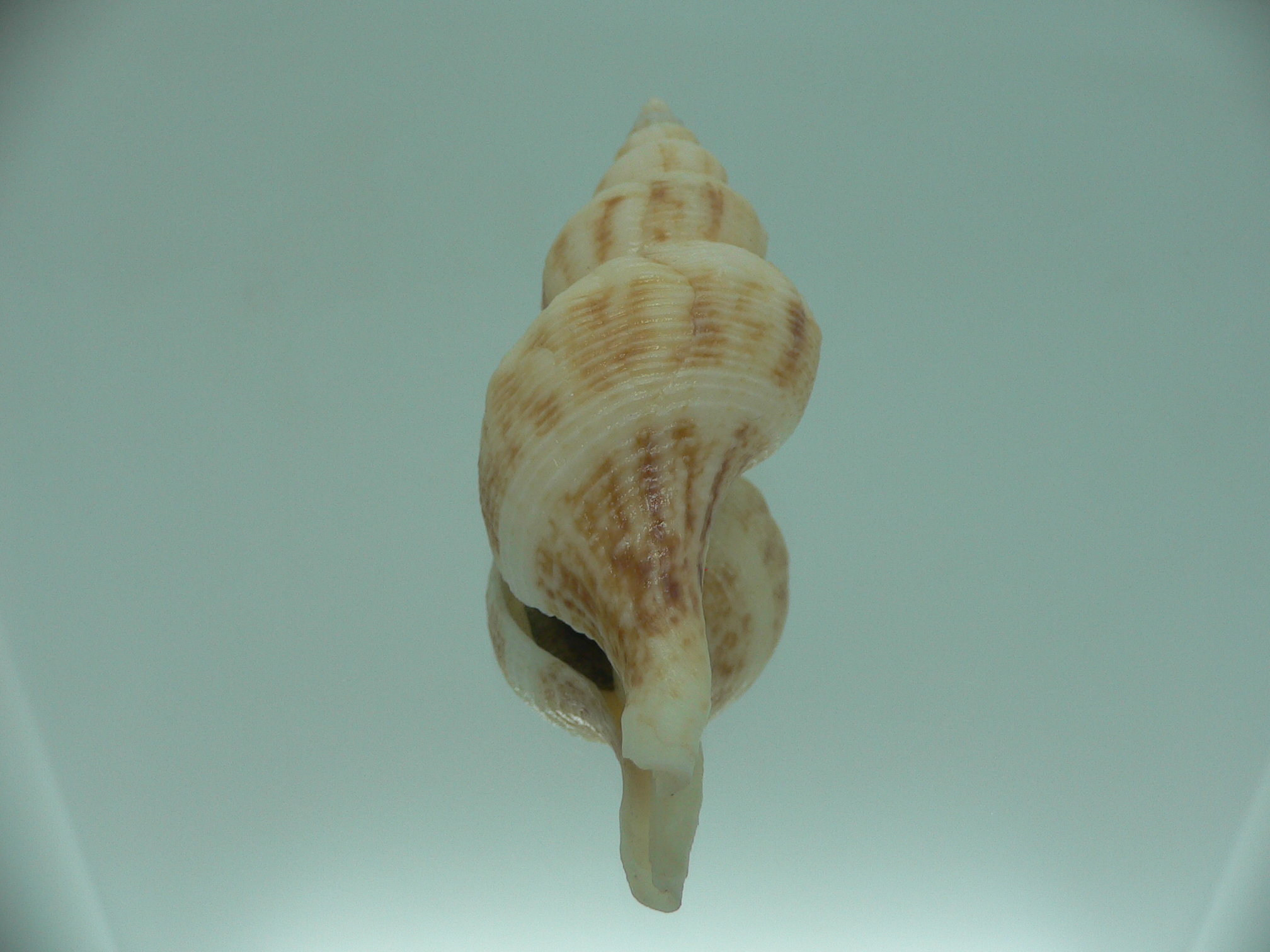 Siphonofusus lubricus VERY BIG & LIGHT