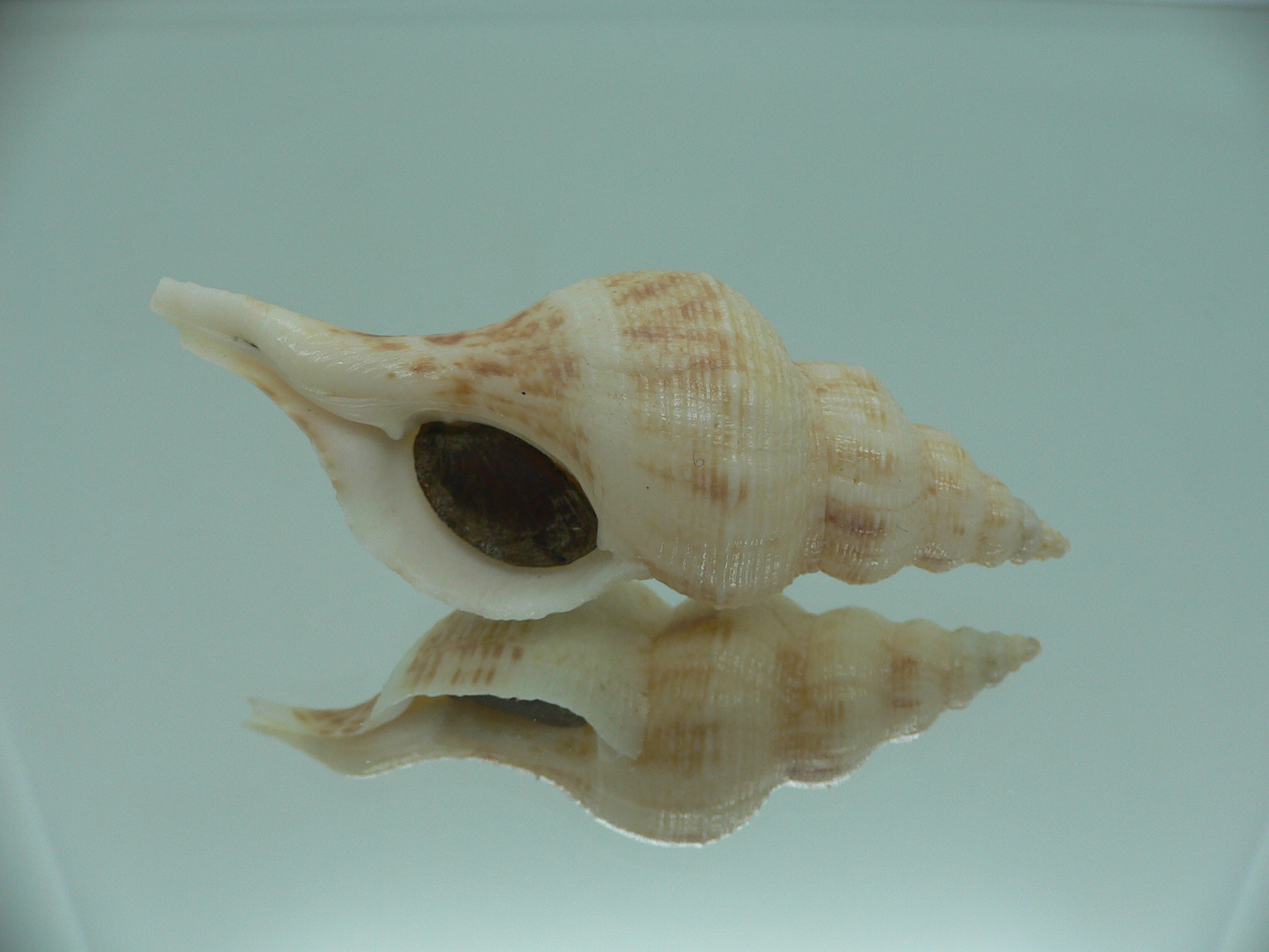 Siphonofusus lubricus VERY BIG & LIGHT