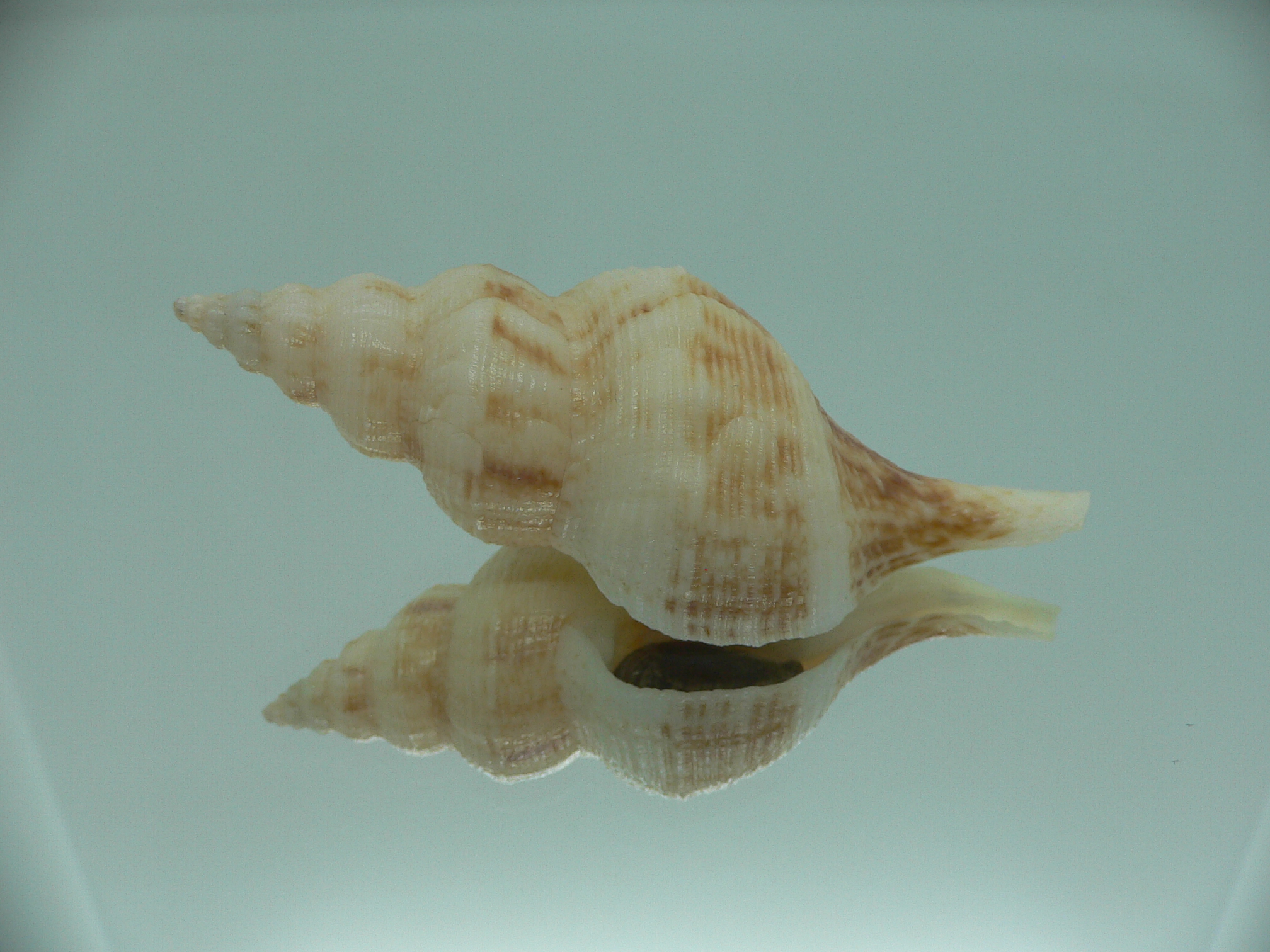 Siphonofusus lubricus VERY BIG & LIGHT