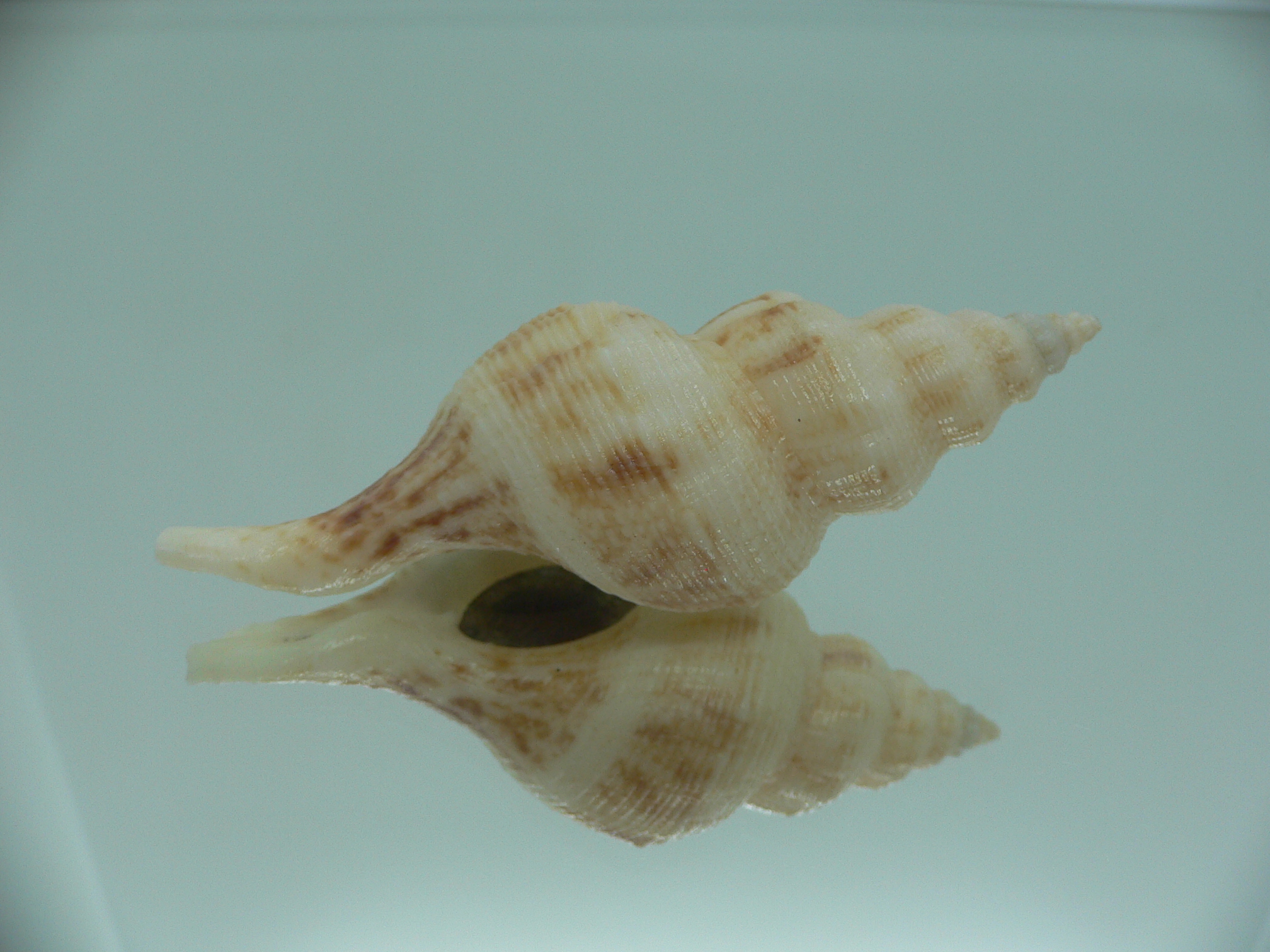 Siphonofusus lubricus VERY BIG & LIGHT