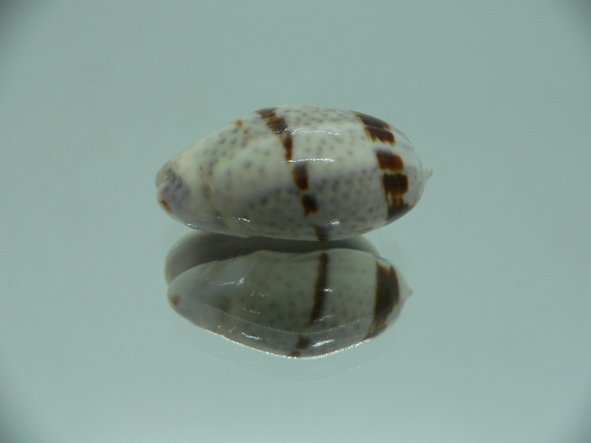 Oliva bulbiformis WIDE