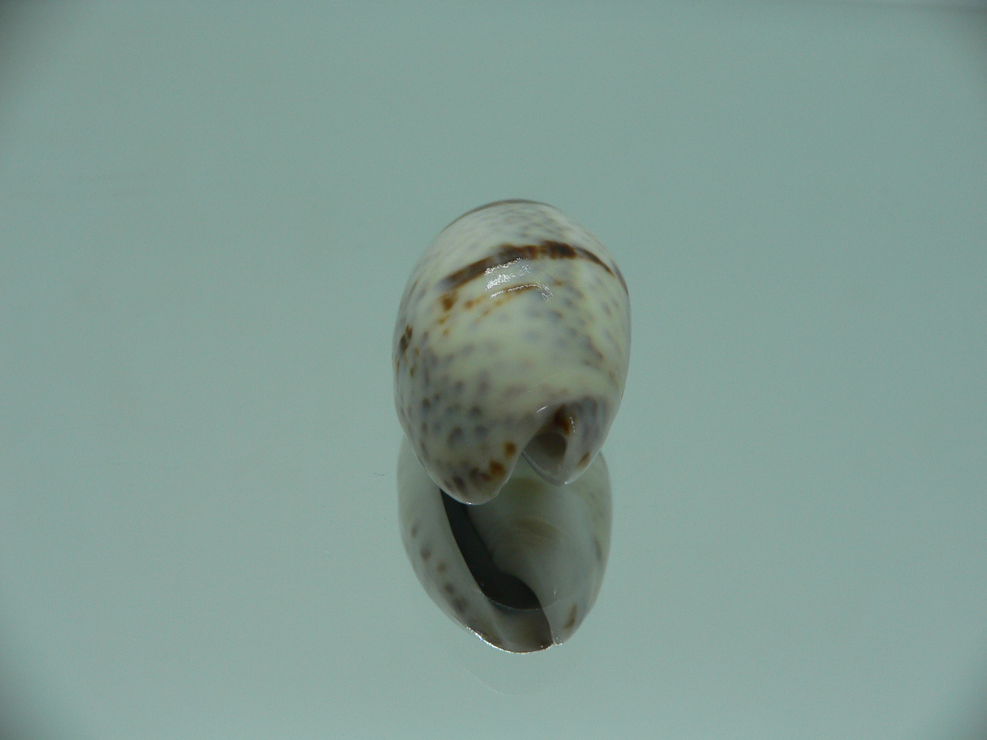 Oliva bulbiformis WIDE