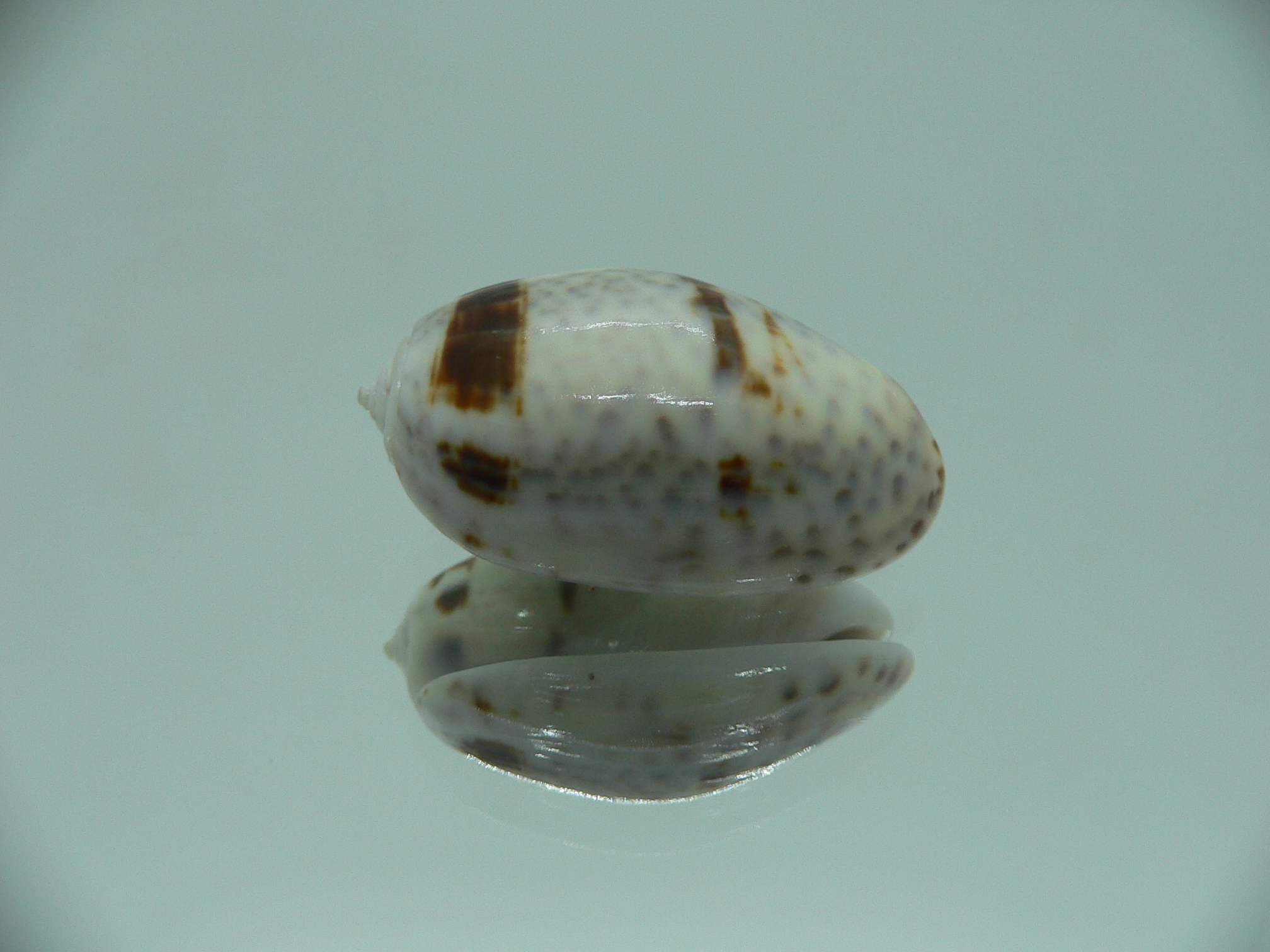 Oliva bulbiformis WIDE