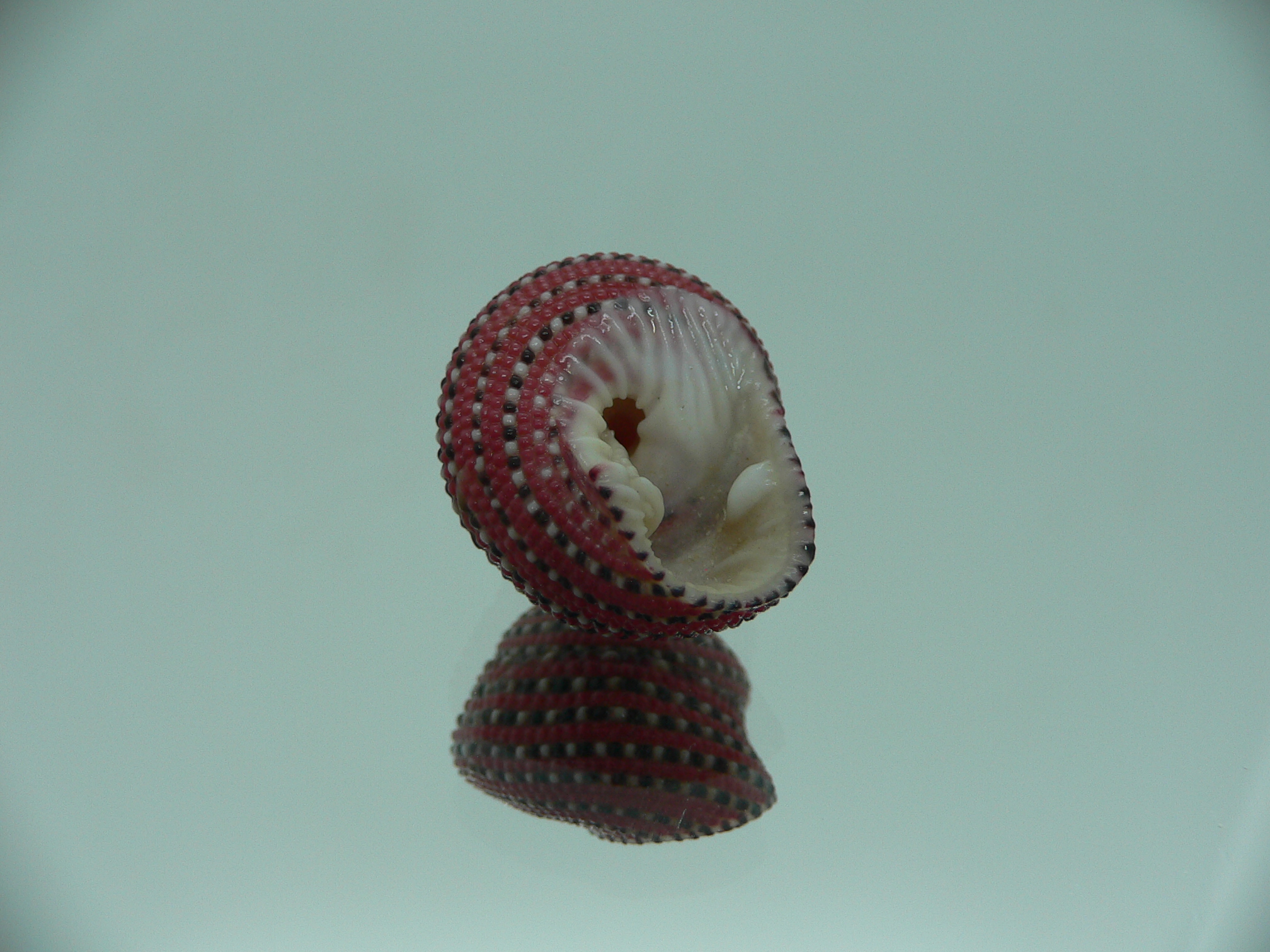 Clanculus pharaonius BIG & VERY DARK