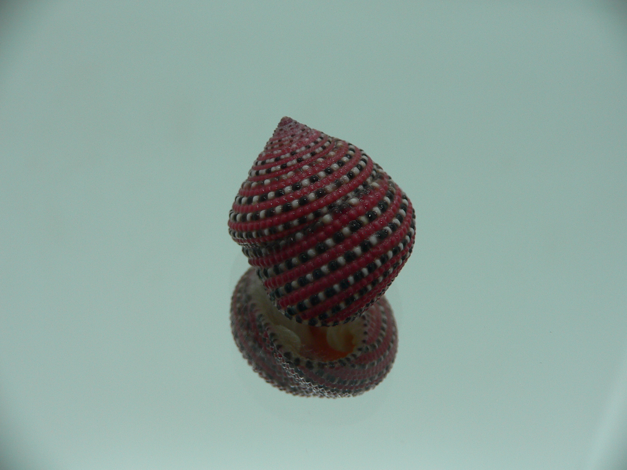 Clanculus pharaonius BIG & VERY DARK