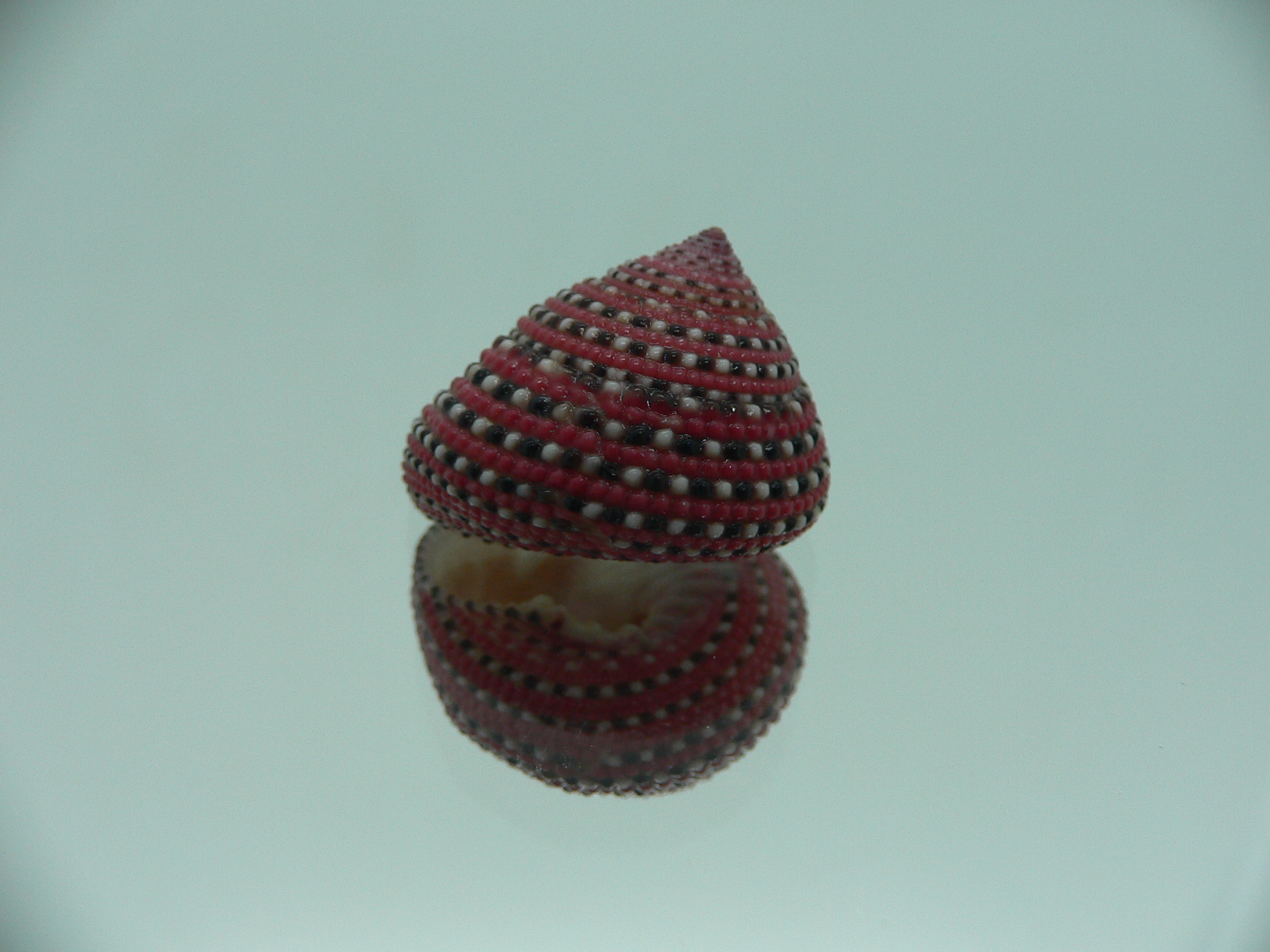 Clanculus pharaonius BIG & VERY DARK