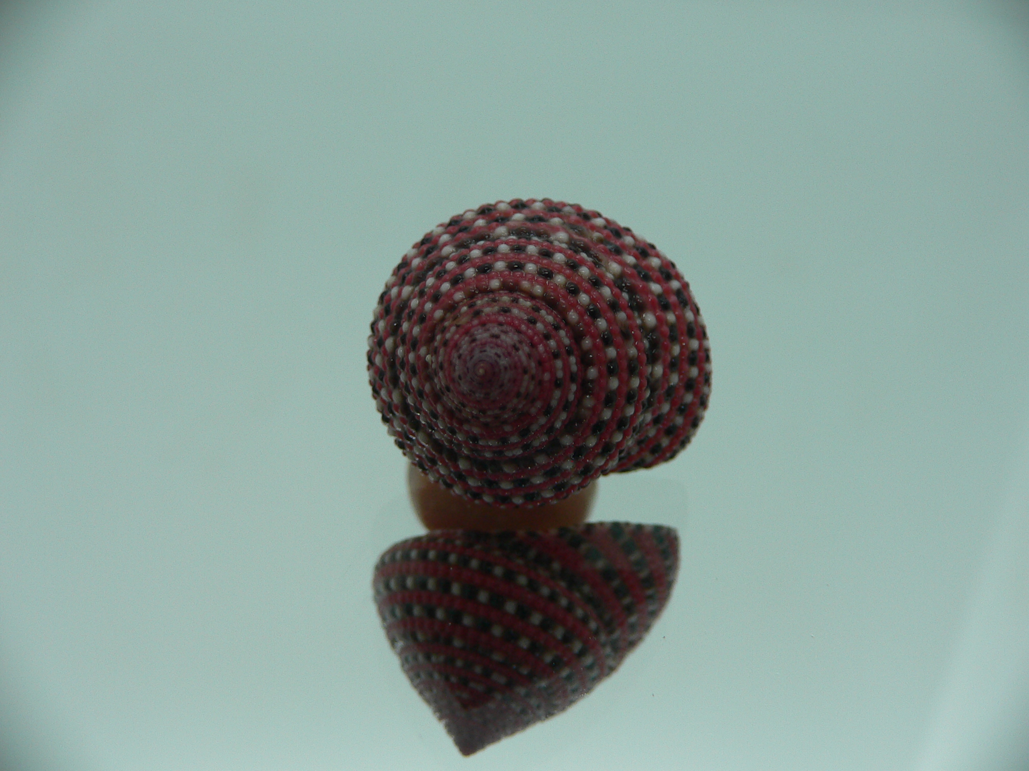 Clanculus pharaonius BIG & VERY DARK