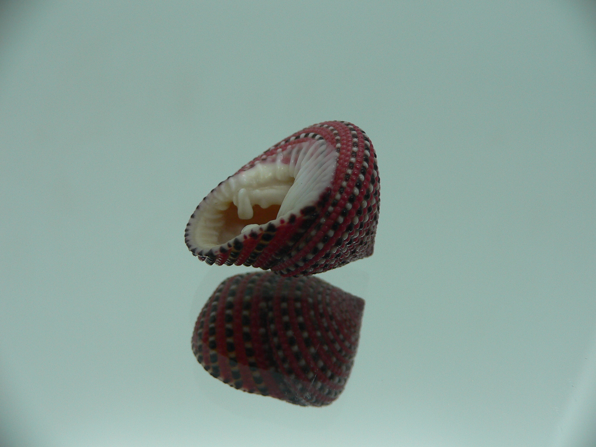 Clanculus pharaonius BIG & VERY DARK