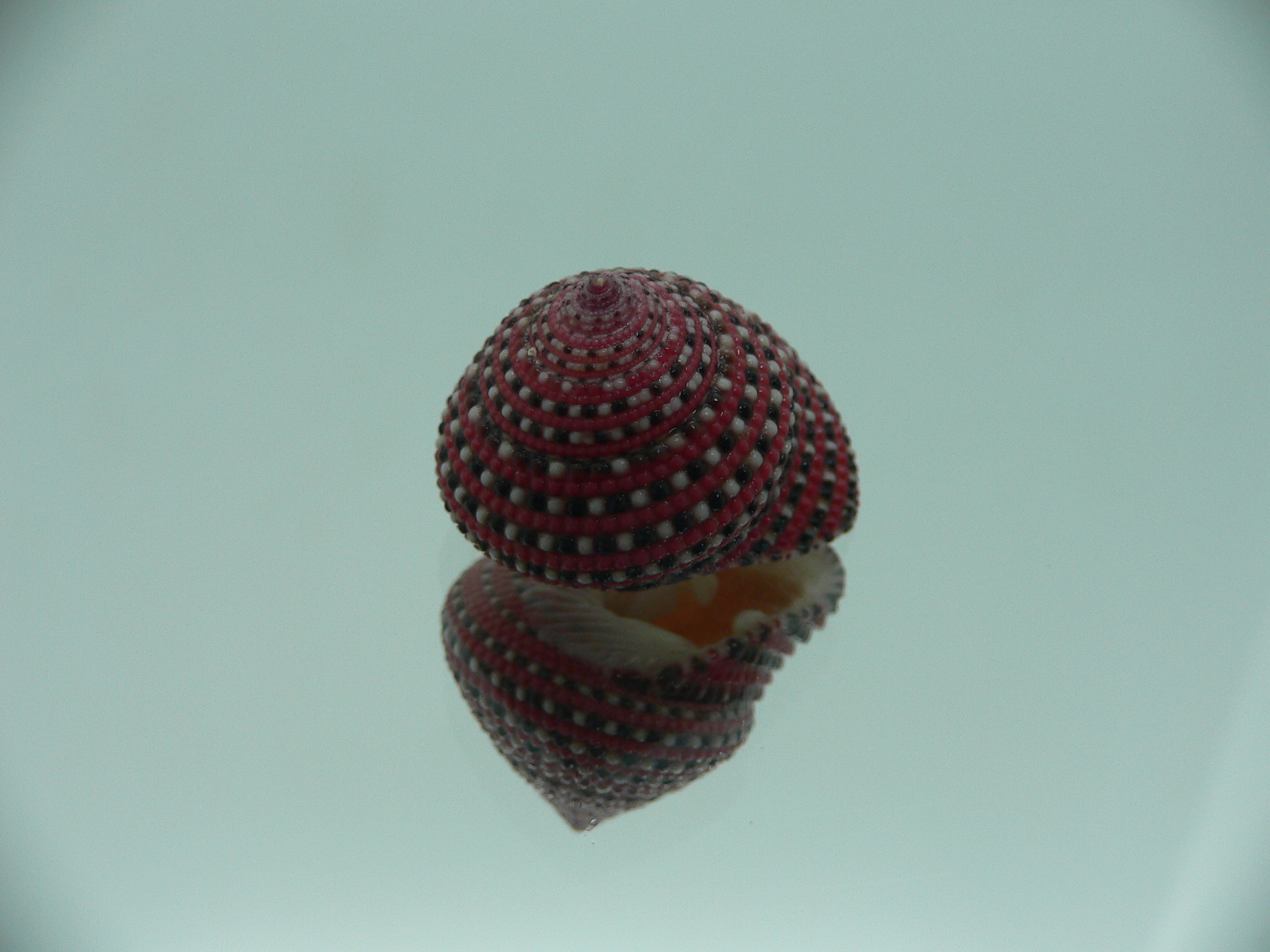 Clanculus pharaonius BIG & VERY DARK