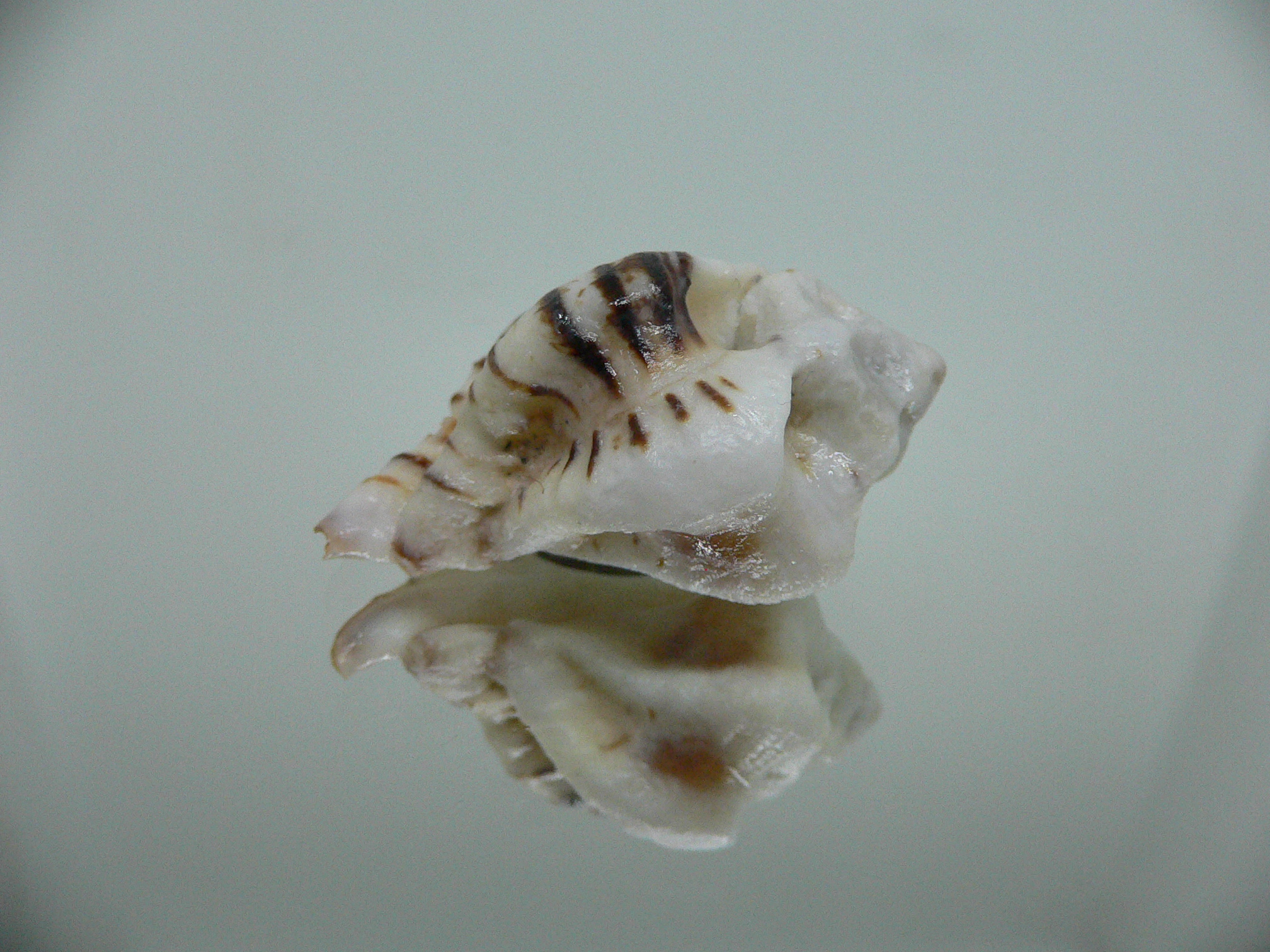 Maxwellia gemma IDEAL