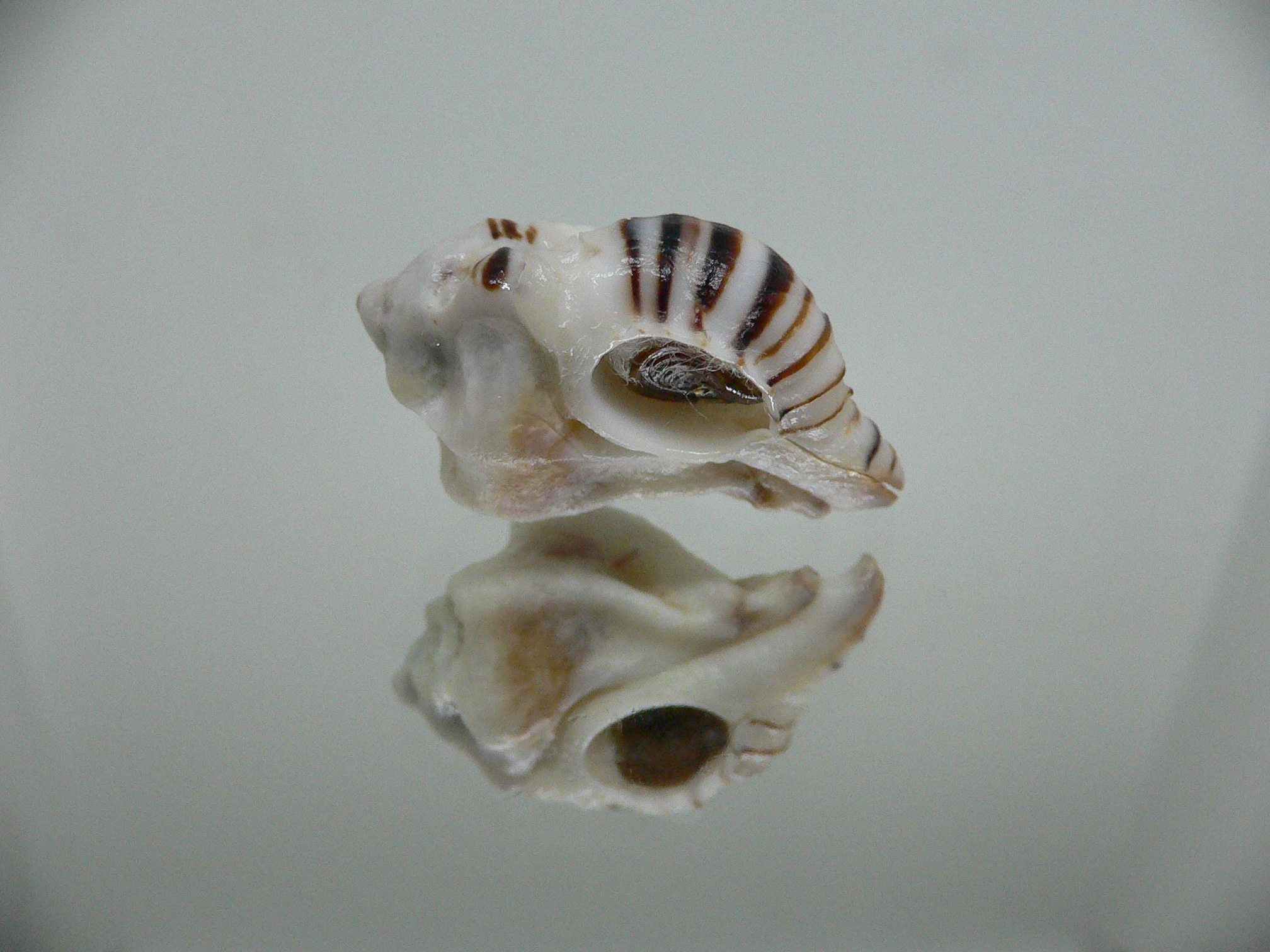 Maxwellia gemma IDEAL