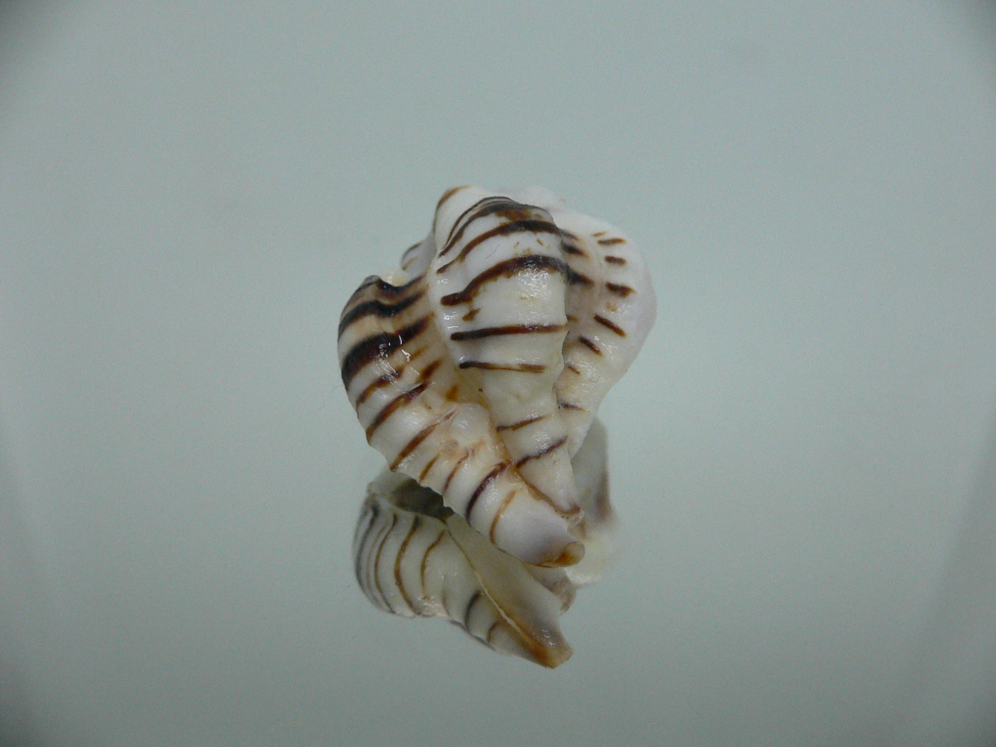 Maxwellia gemma IDEAL