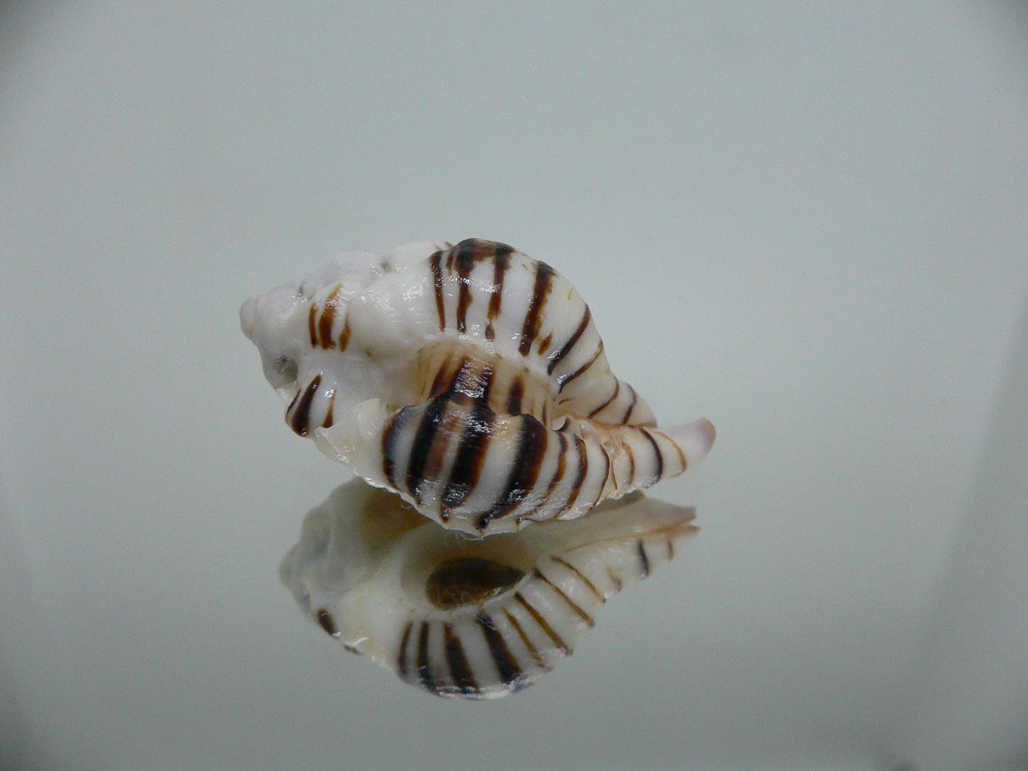 Maxwellia gemma IDEAL