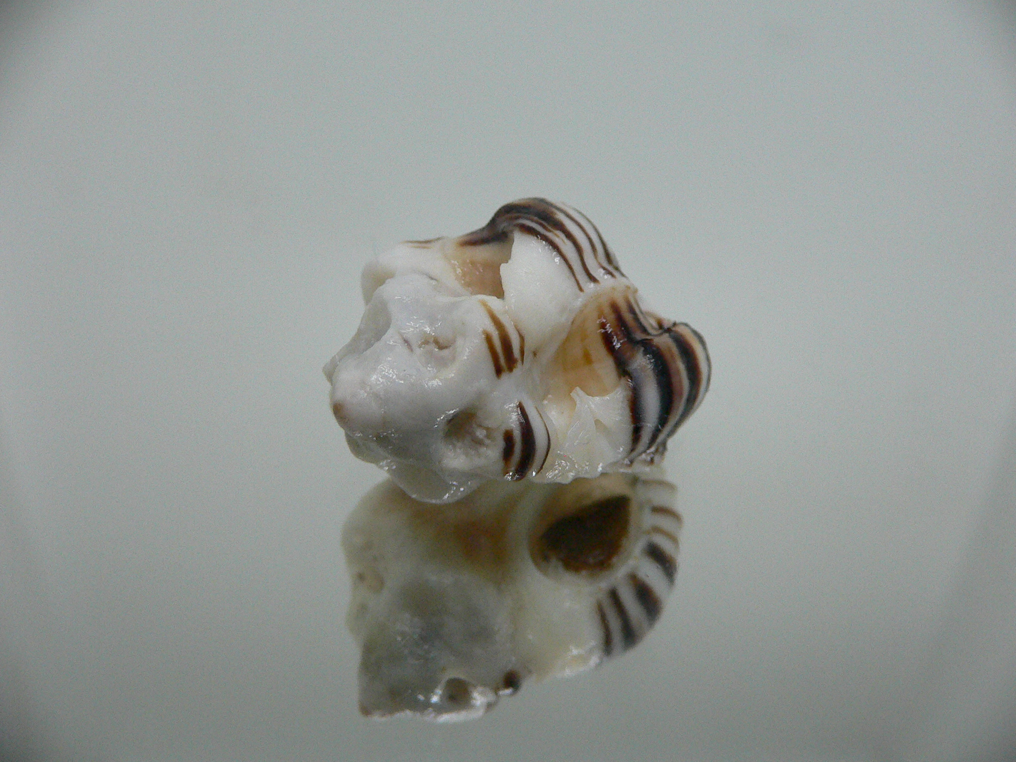 Maxwellia gemma IDEAL