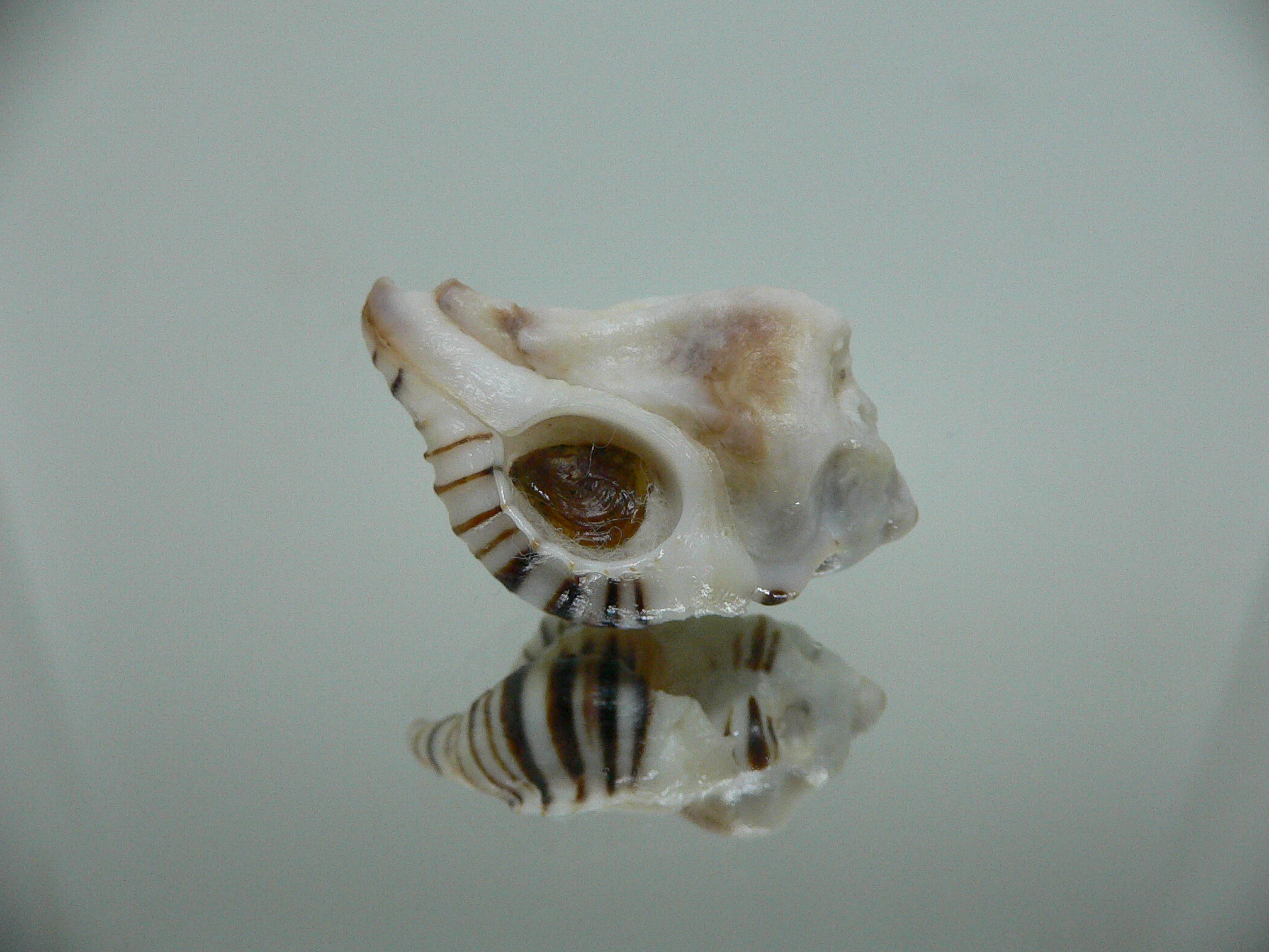 Maxwellia gemma IDEAL