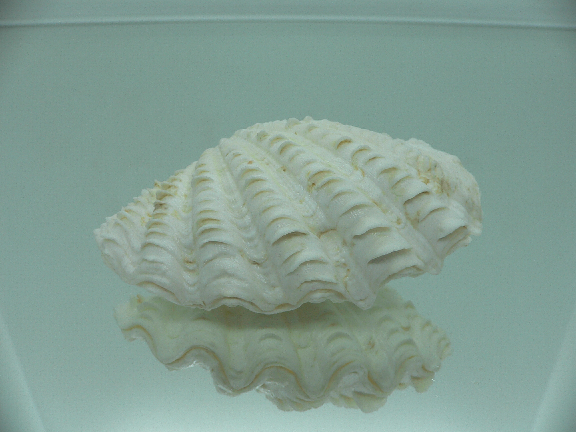 Tridacna crocea DWARF