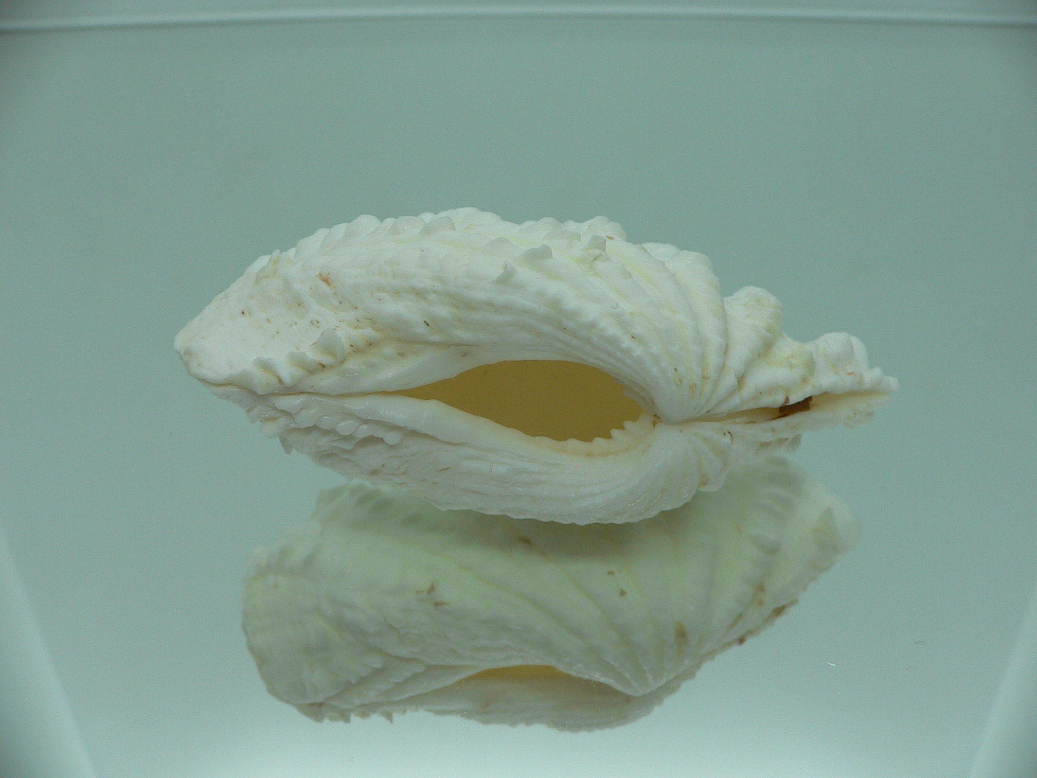 Tridacna crocea DWARF