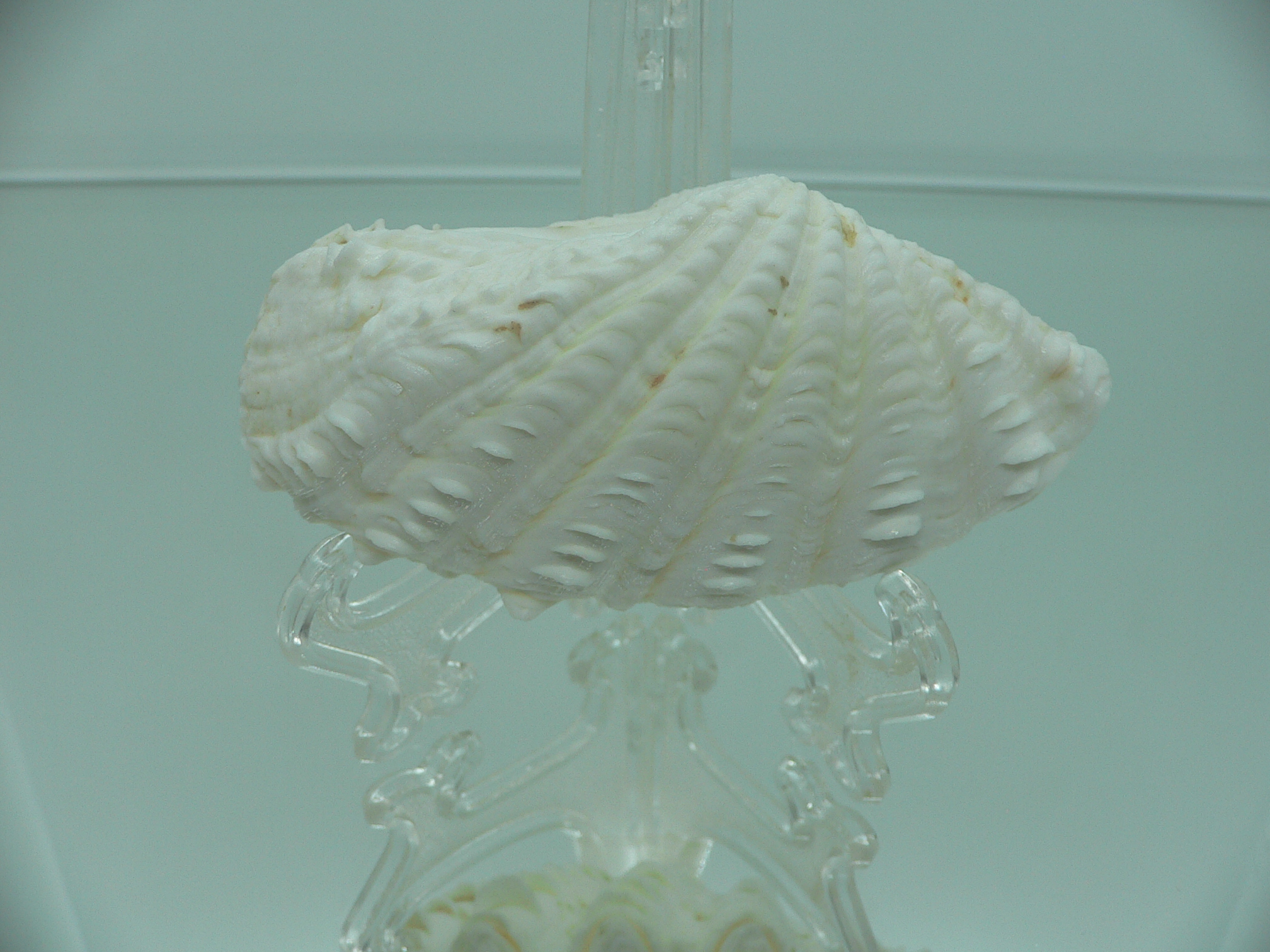 Tridacna crocea DWARF