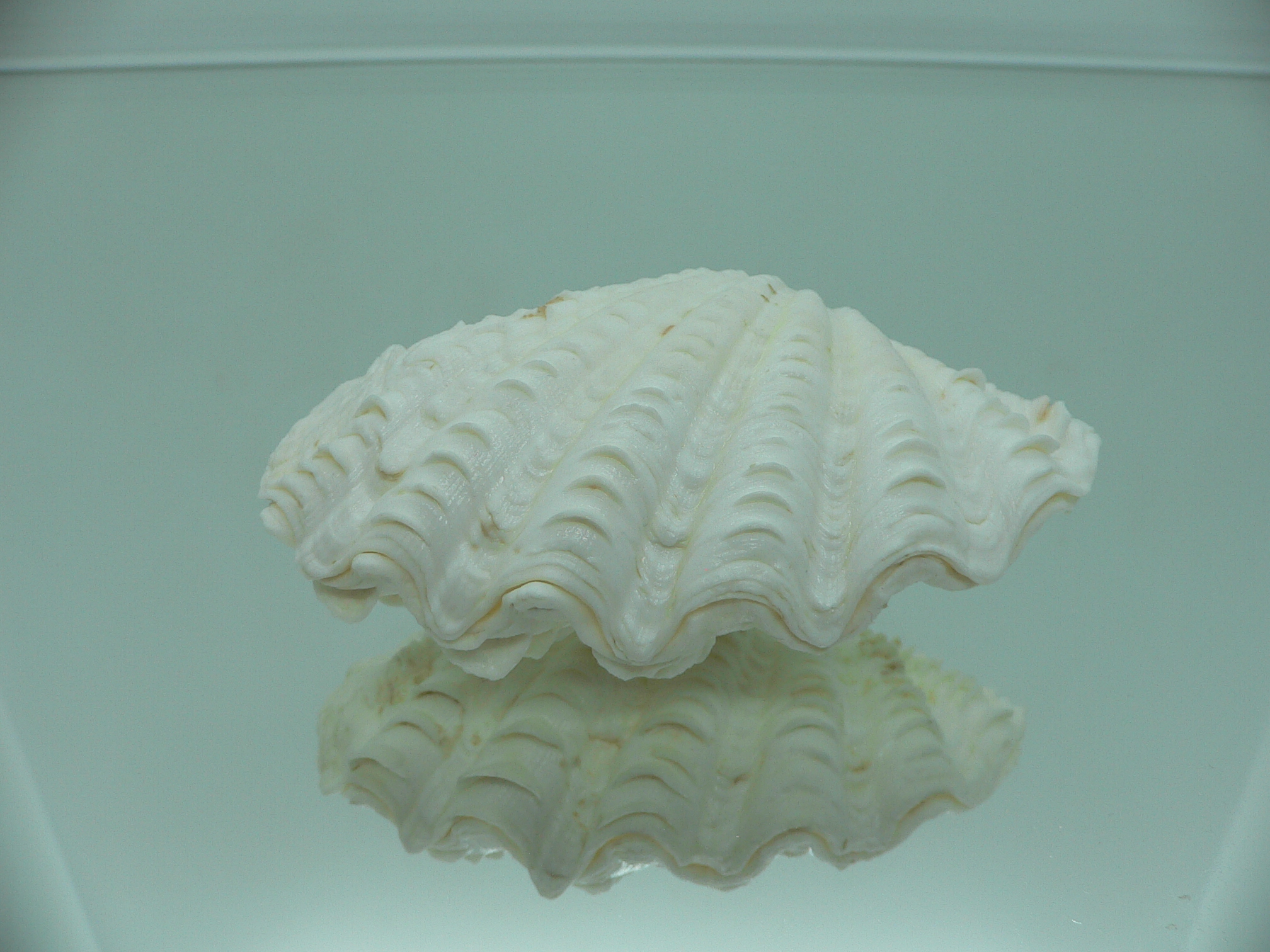 Tridacna crocea DWARF