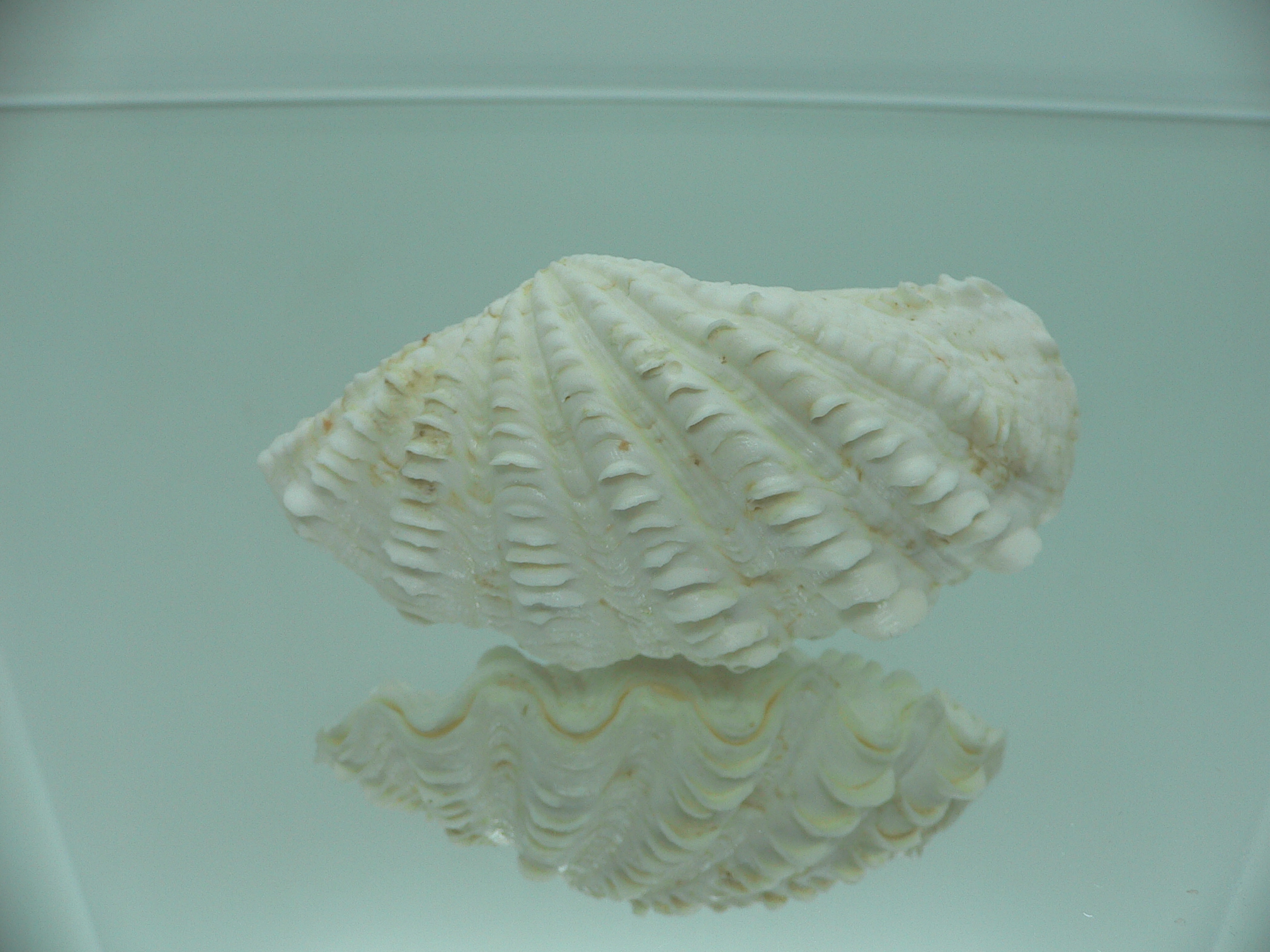 Tridacna crocea DWARF