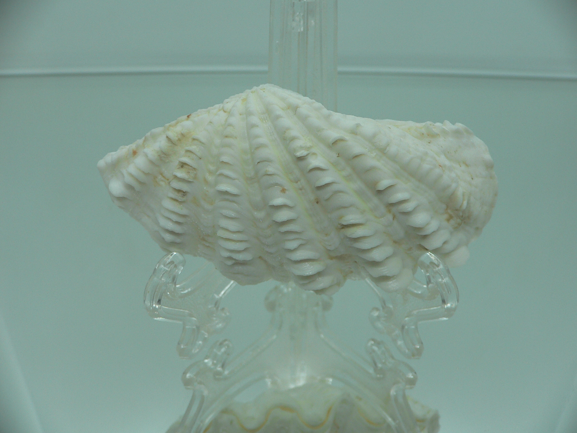 Tridacna crocea DWARF