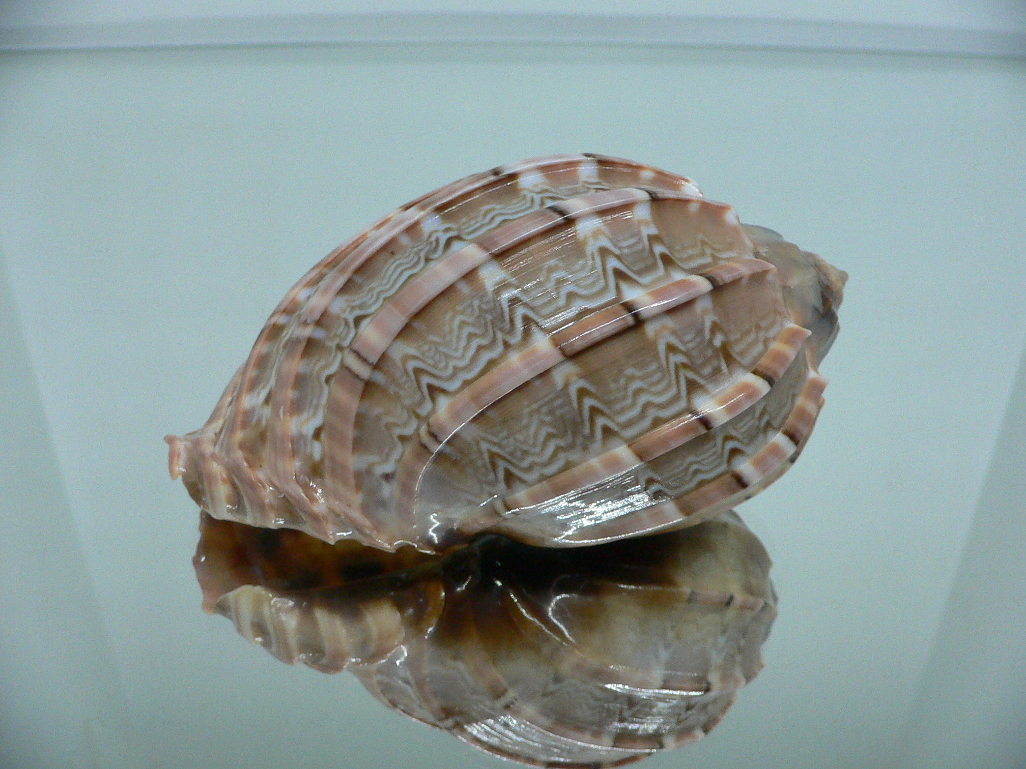 Harpa major SP. WIDE & COLOR