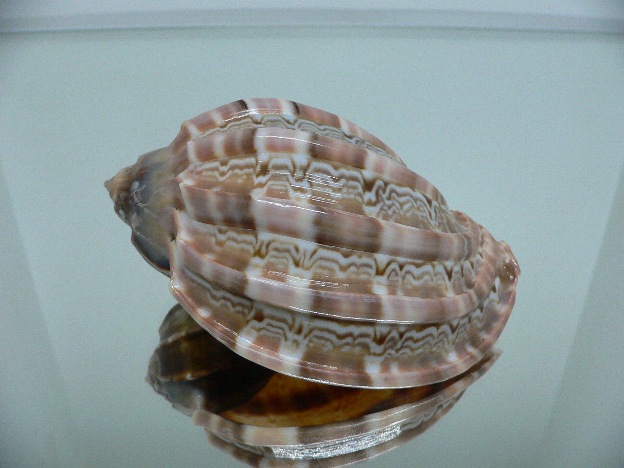 Harpa major SP. WIDE & COLOR