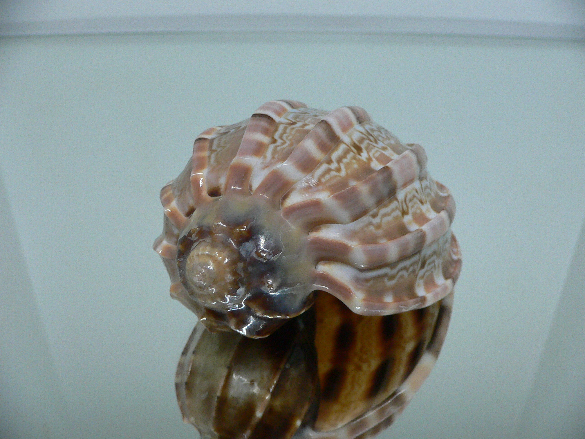 Harpa major SP. WIDE & COLOR