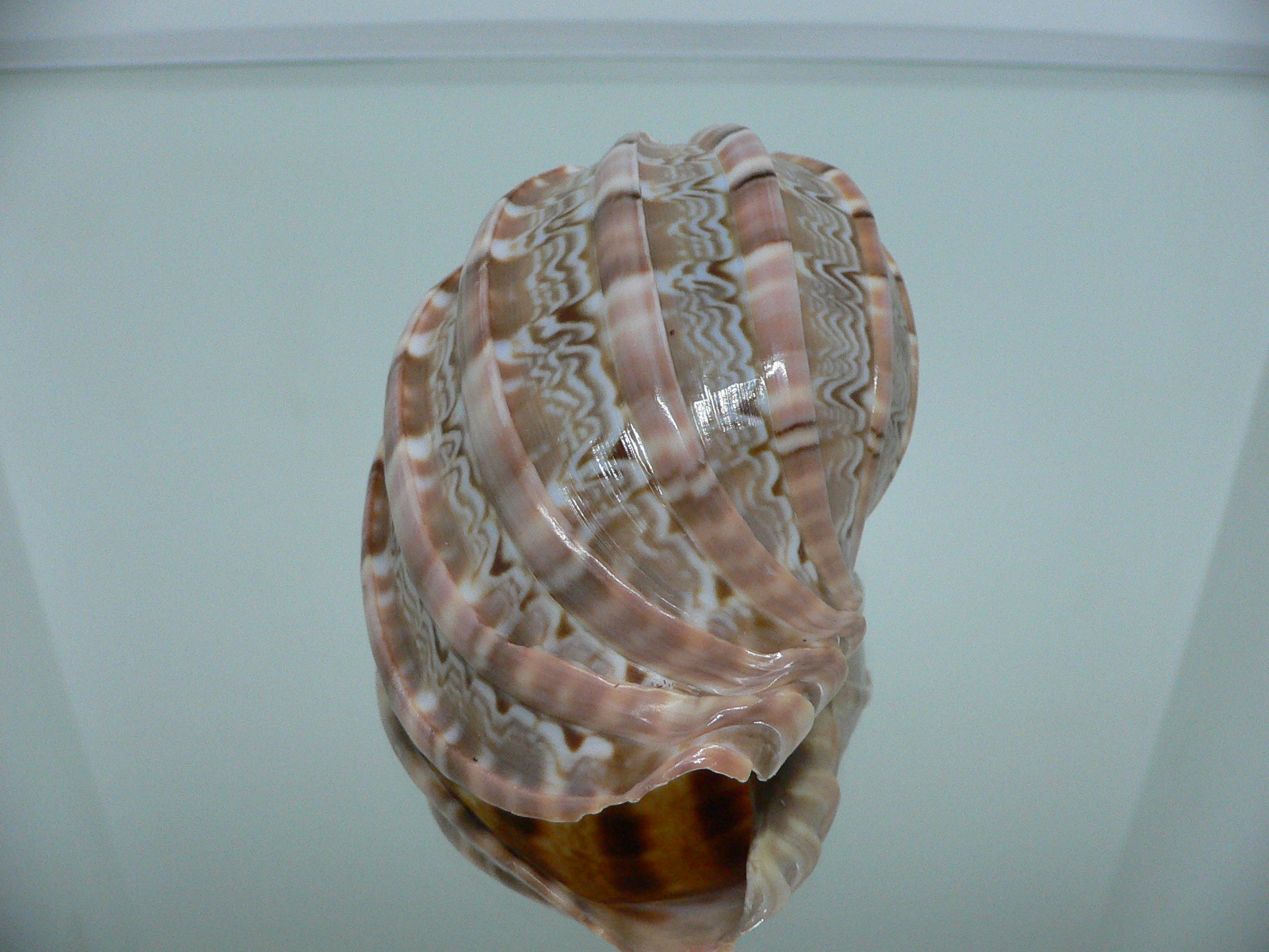 Harpa major SP. WIDE & COLOR