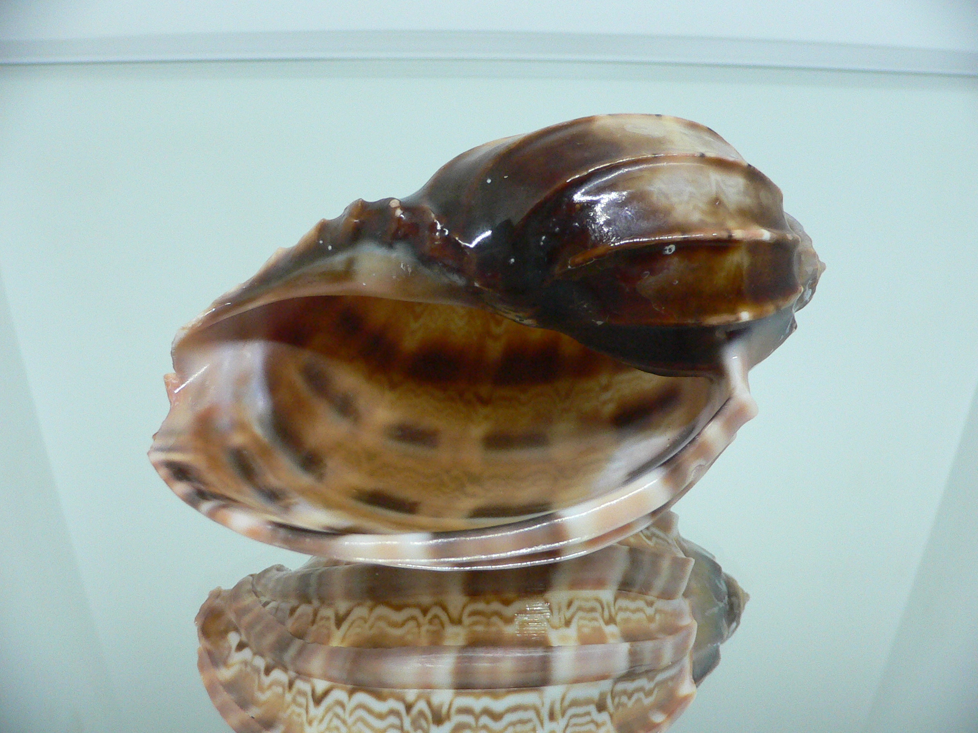 Harpa major SP. WIDE & COLOR