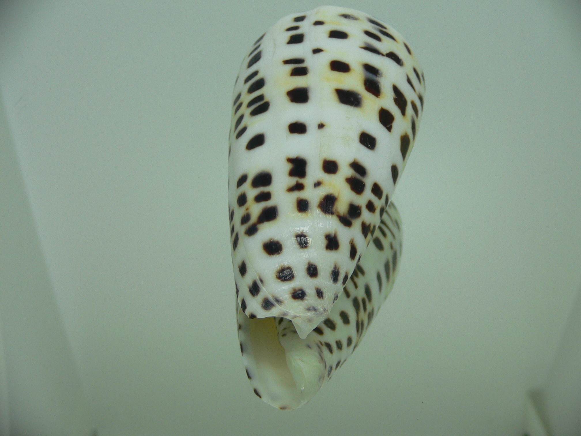 Conus eburneus BIG