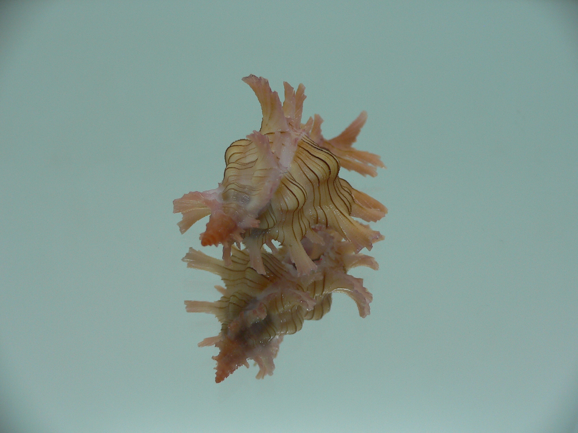 Chicoreus aculeatus BRANCHED