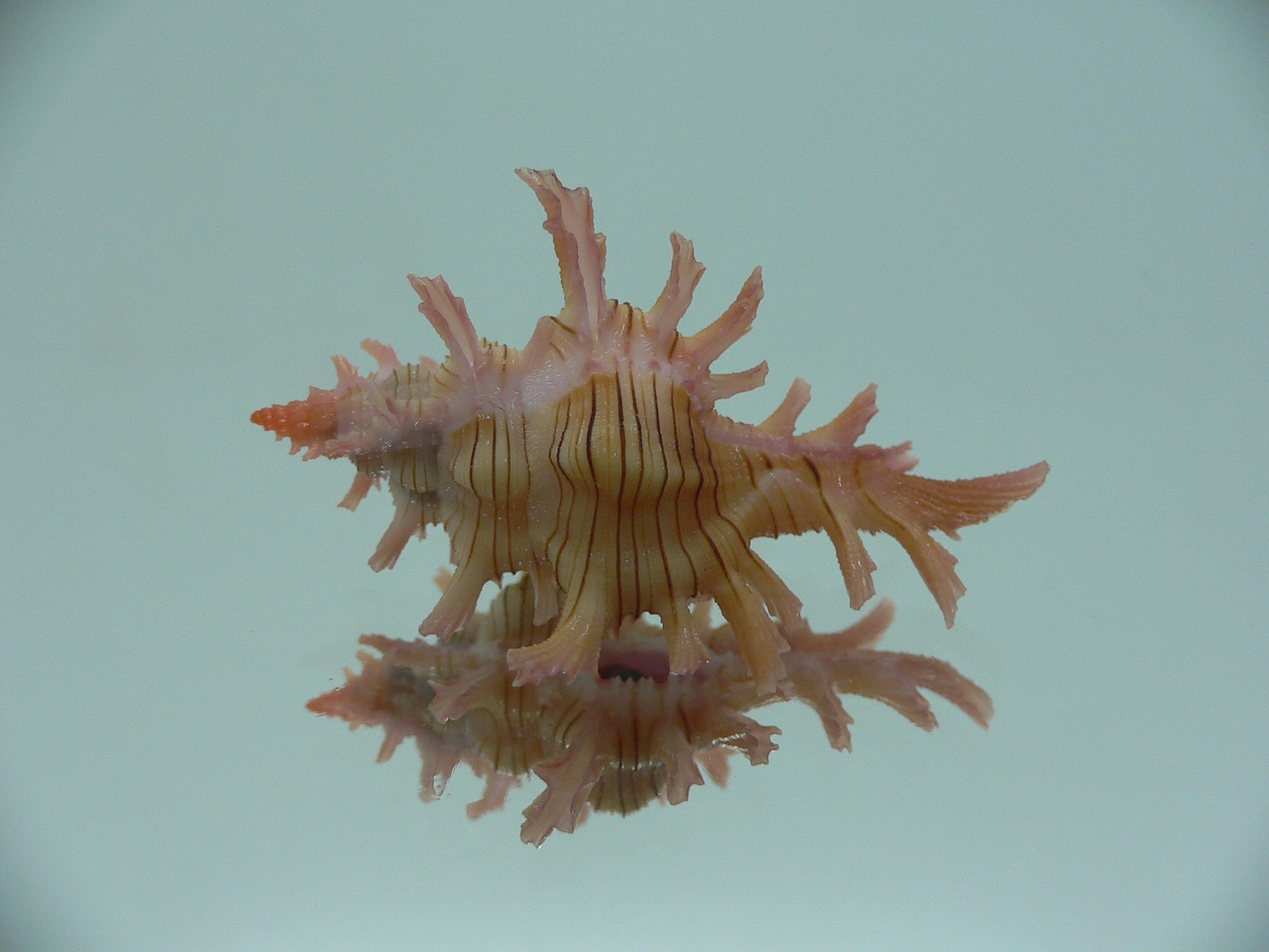 Chicoreus aculeatus BRANCHED