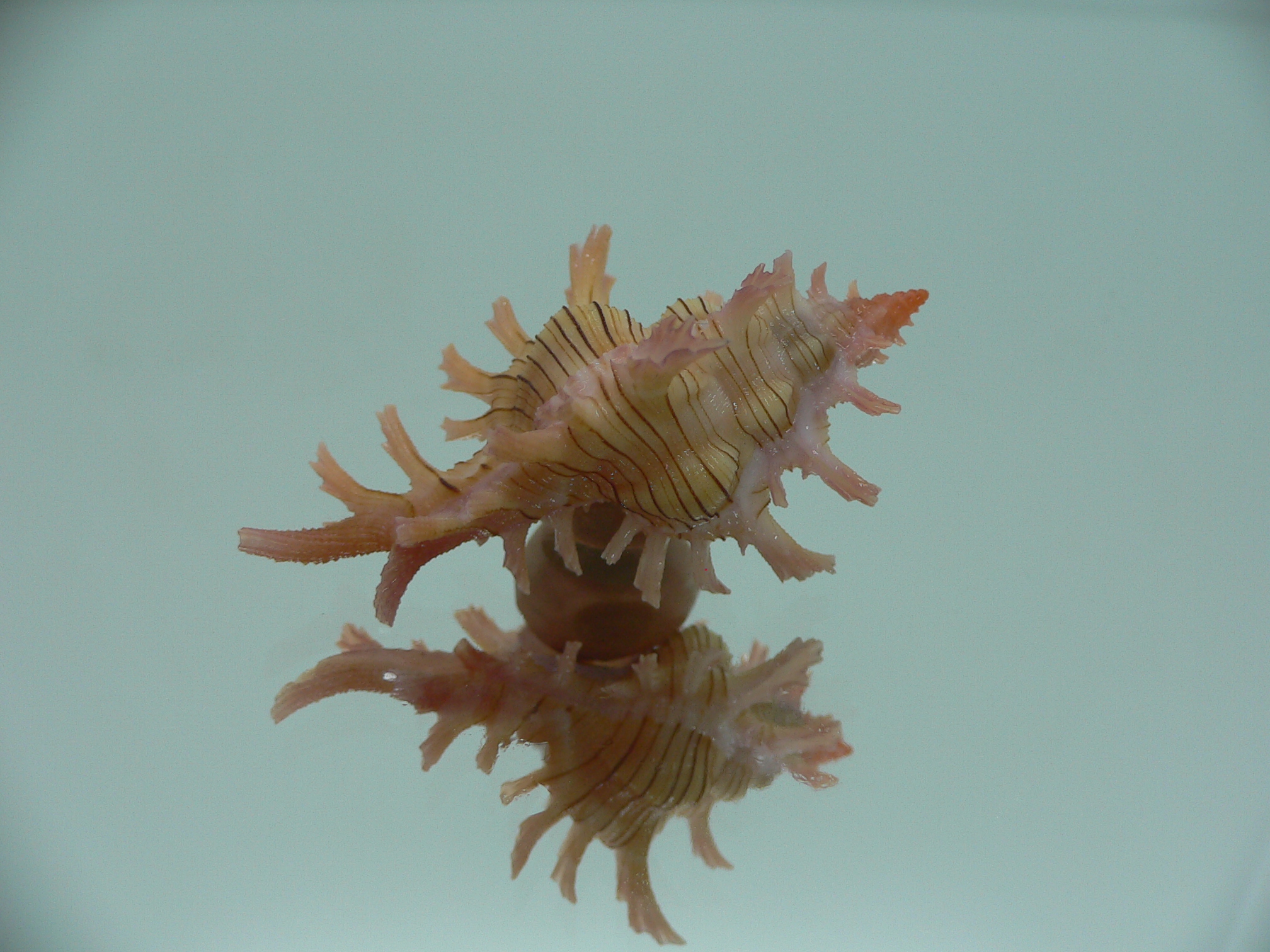 Chicoreus aculeatus BRANCHED