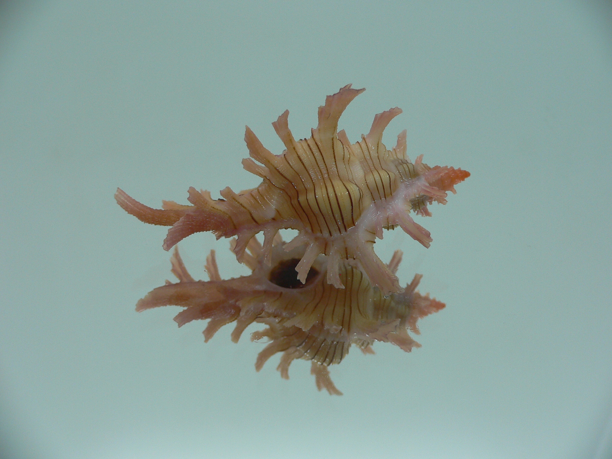 Chicoreus aculeatus BRANCHED