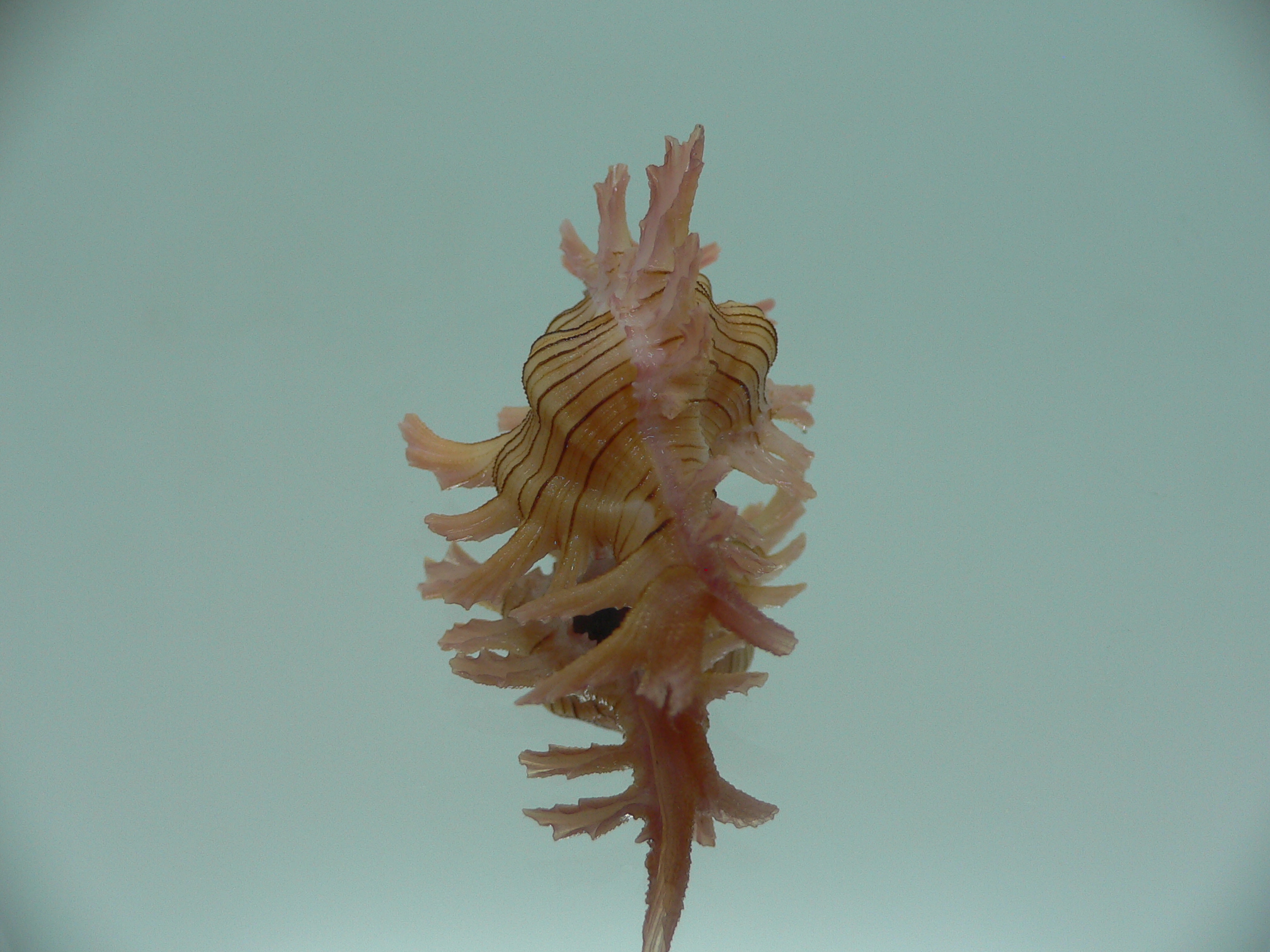 Chicoreus aculeatus BRANCHED