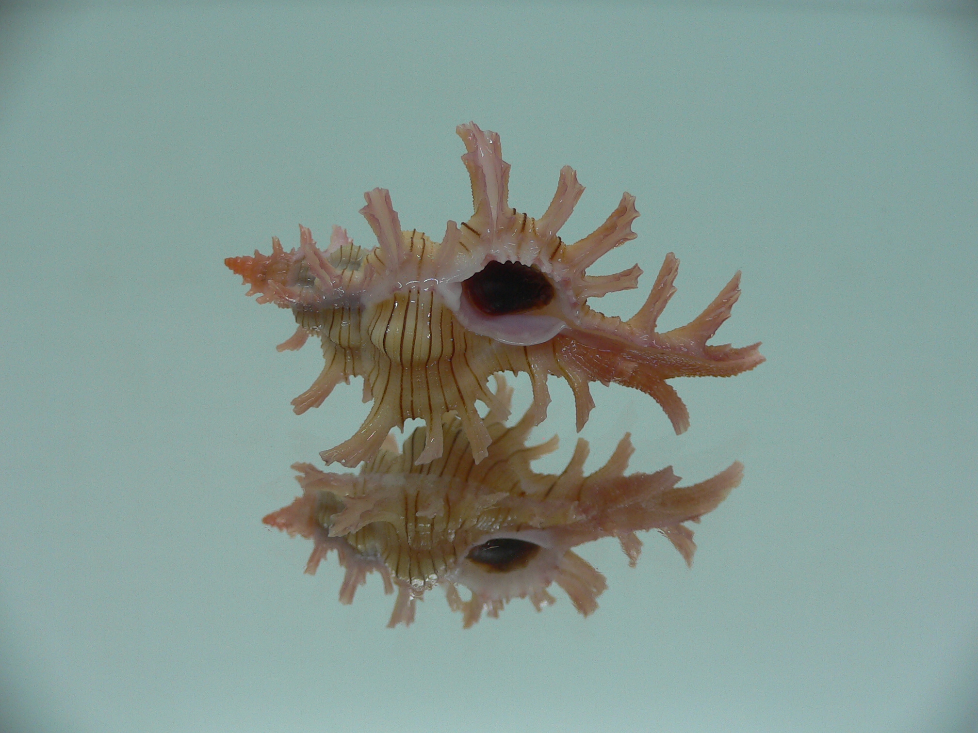 Chicoreus aculeatus BRANCHED
