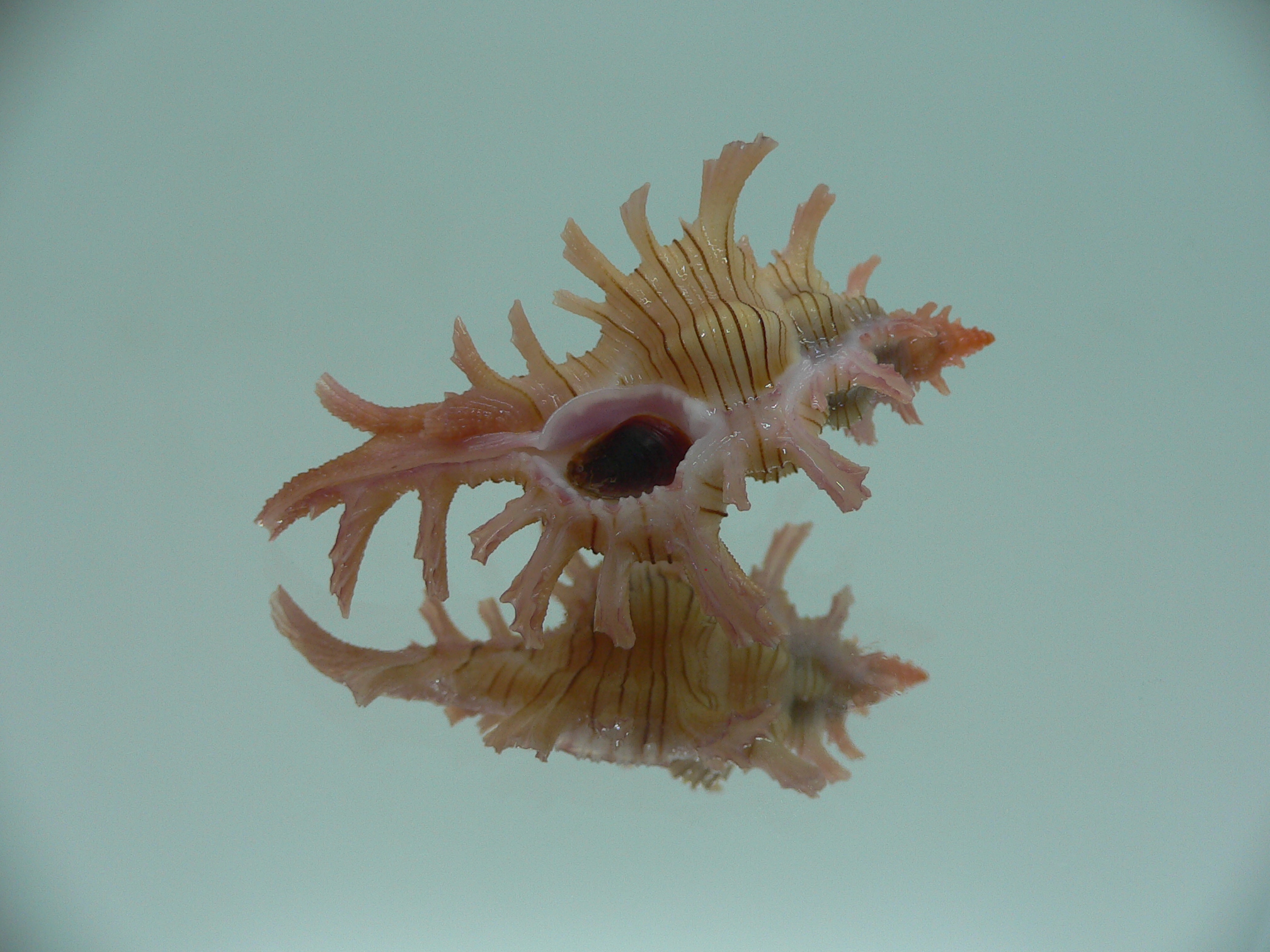 Chicoreus aculeatus BRANCHED