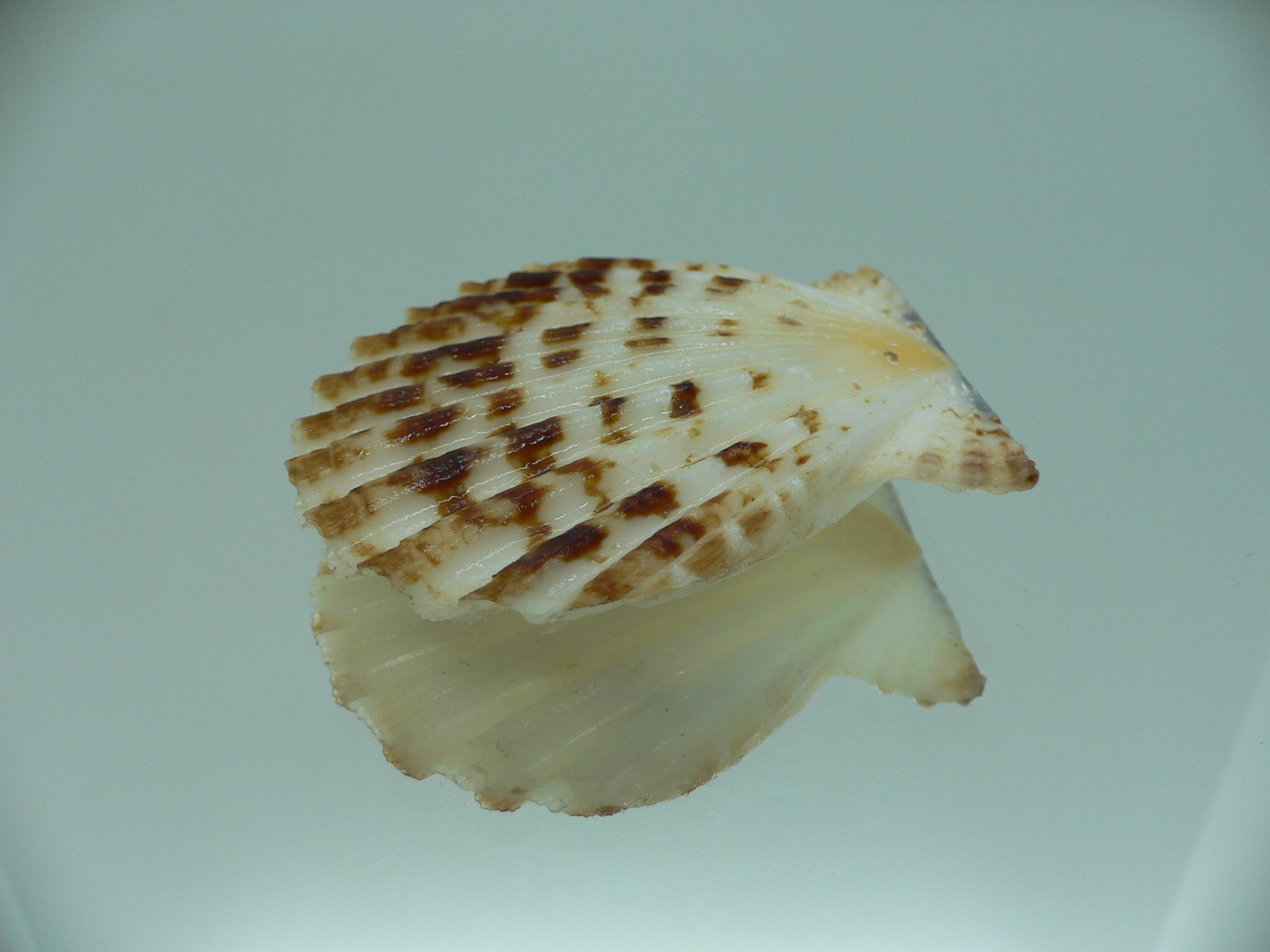Decatopecten radula