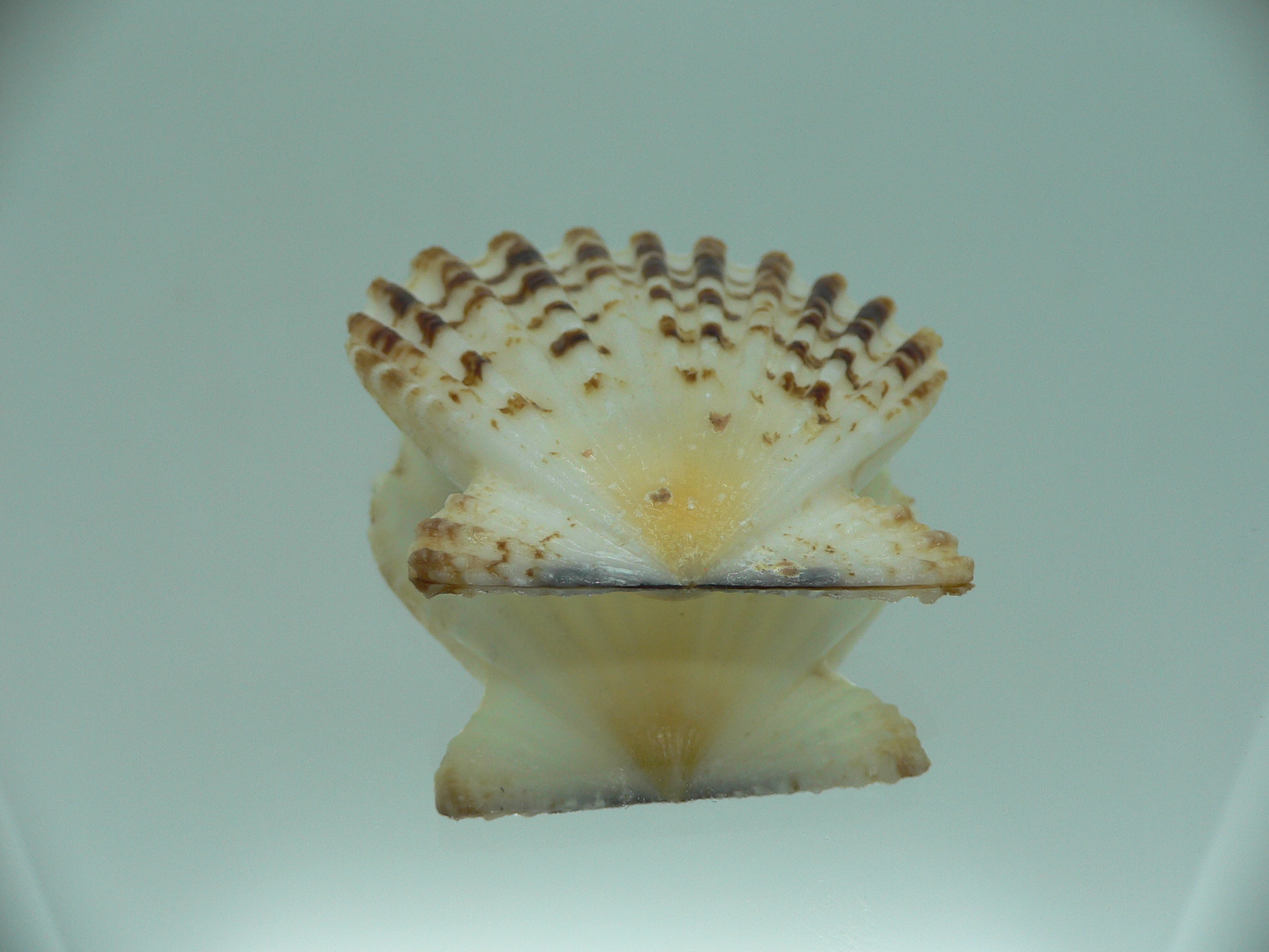 Decatopecten radula