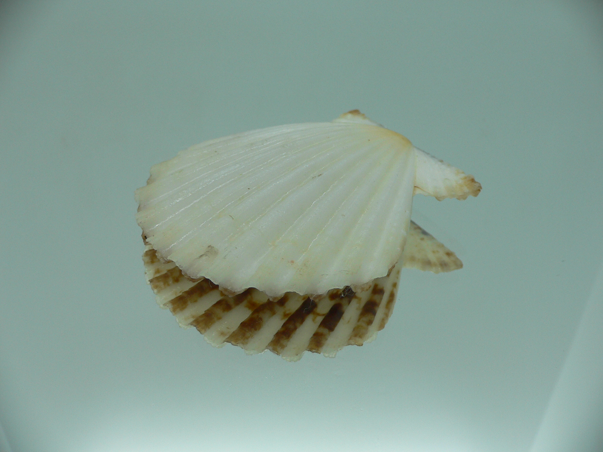 Decatopecten radula