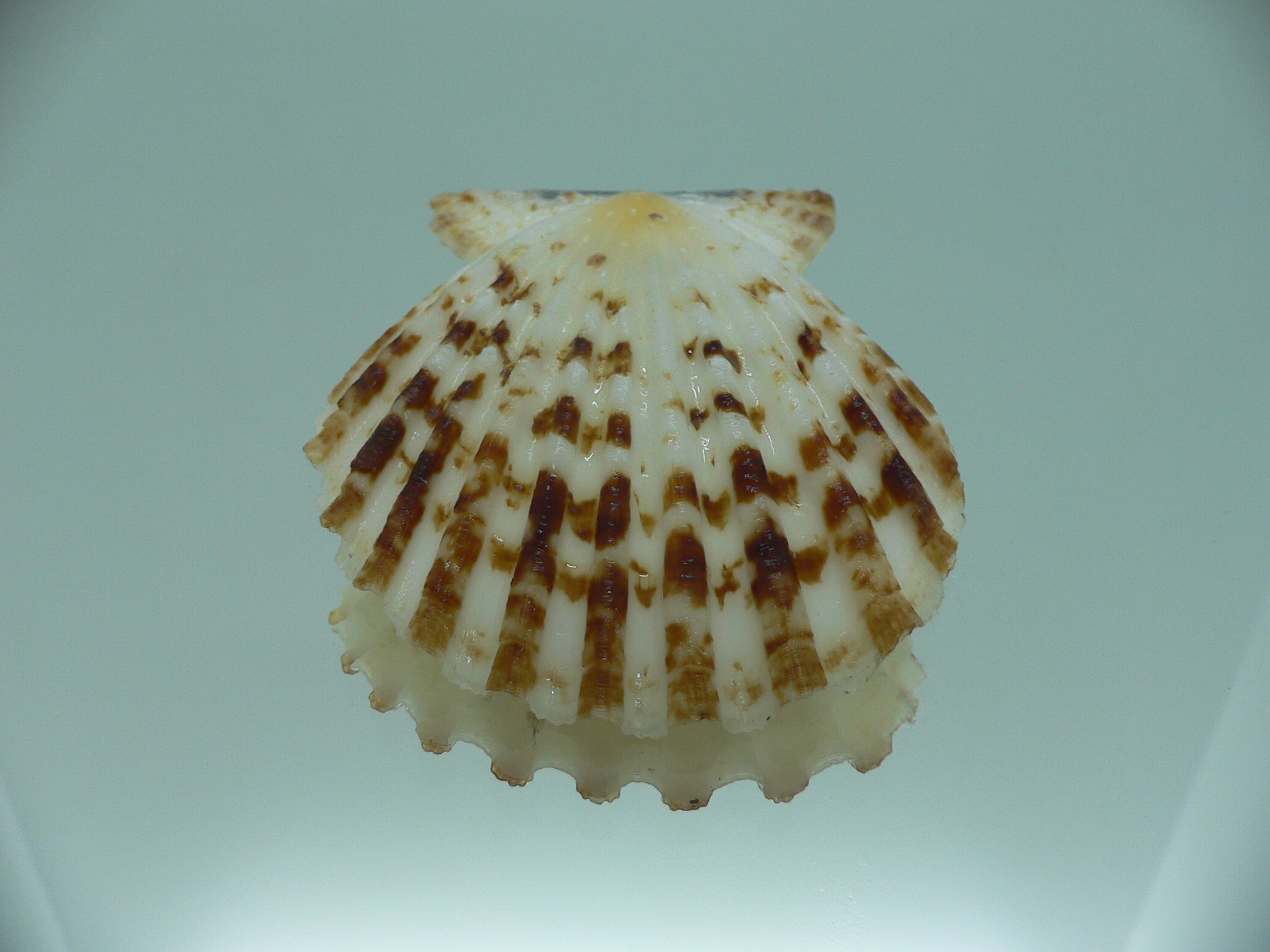 Decatopecten radula