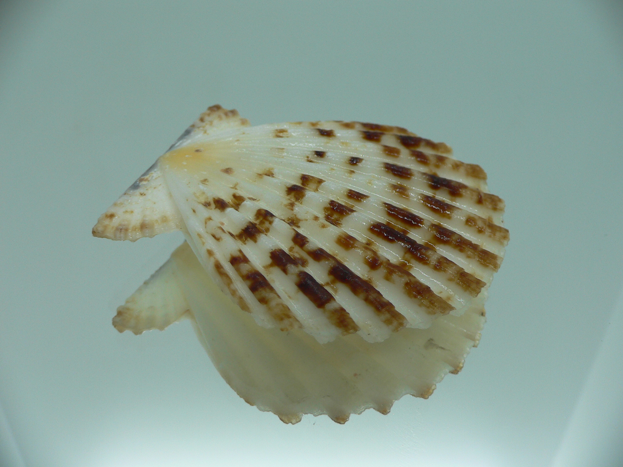 Decatopecten radula