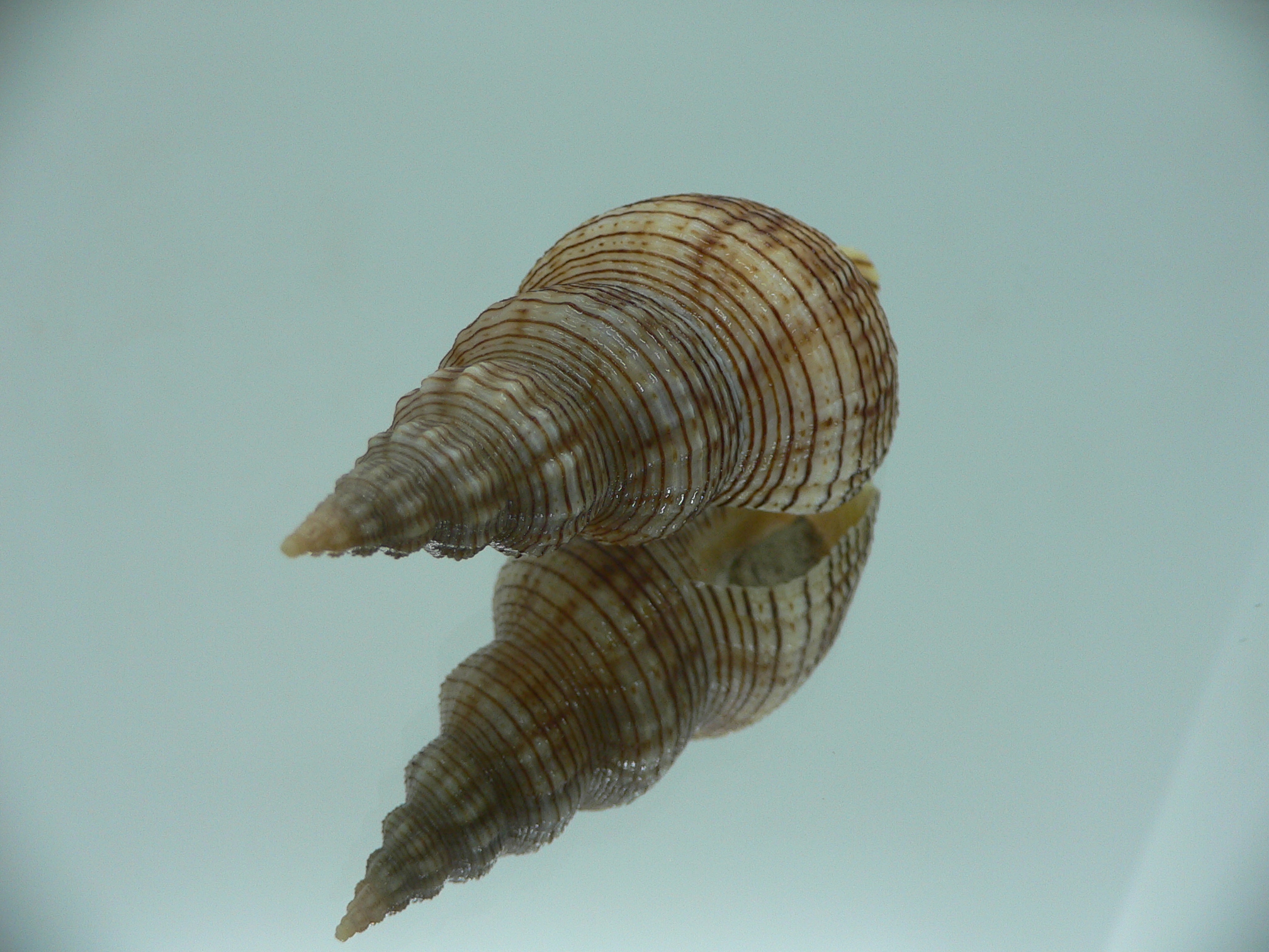 Siphonalia spadicea filosa STRIPES