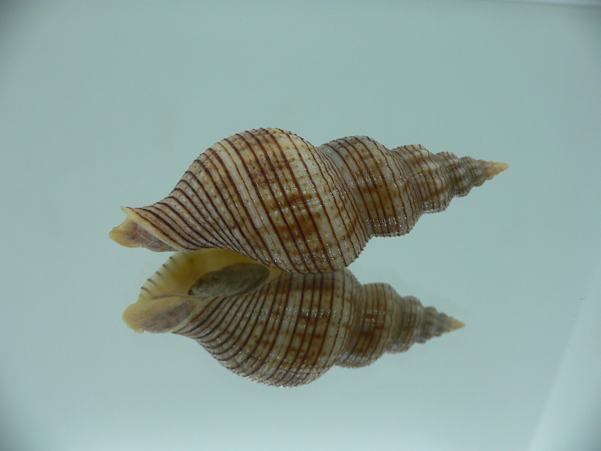 Siphonalia spadicea filosa STRIPES