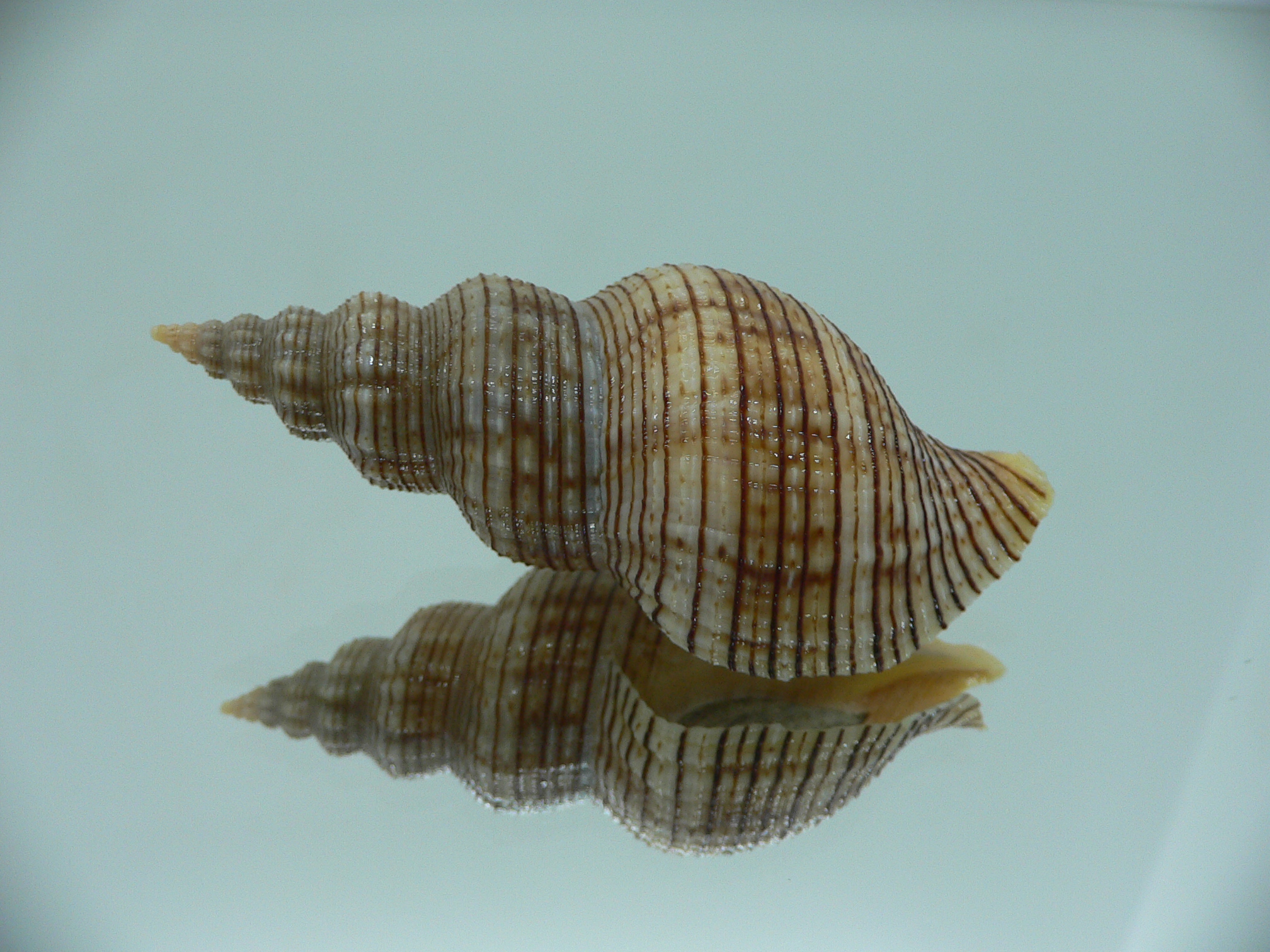 Siphonalia spadicea filosa STRIPES